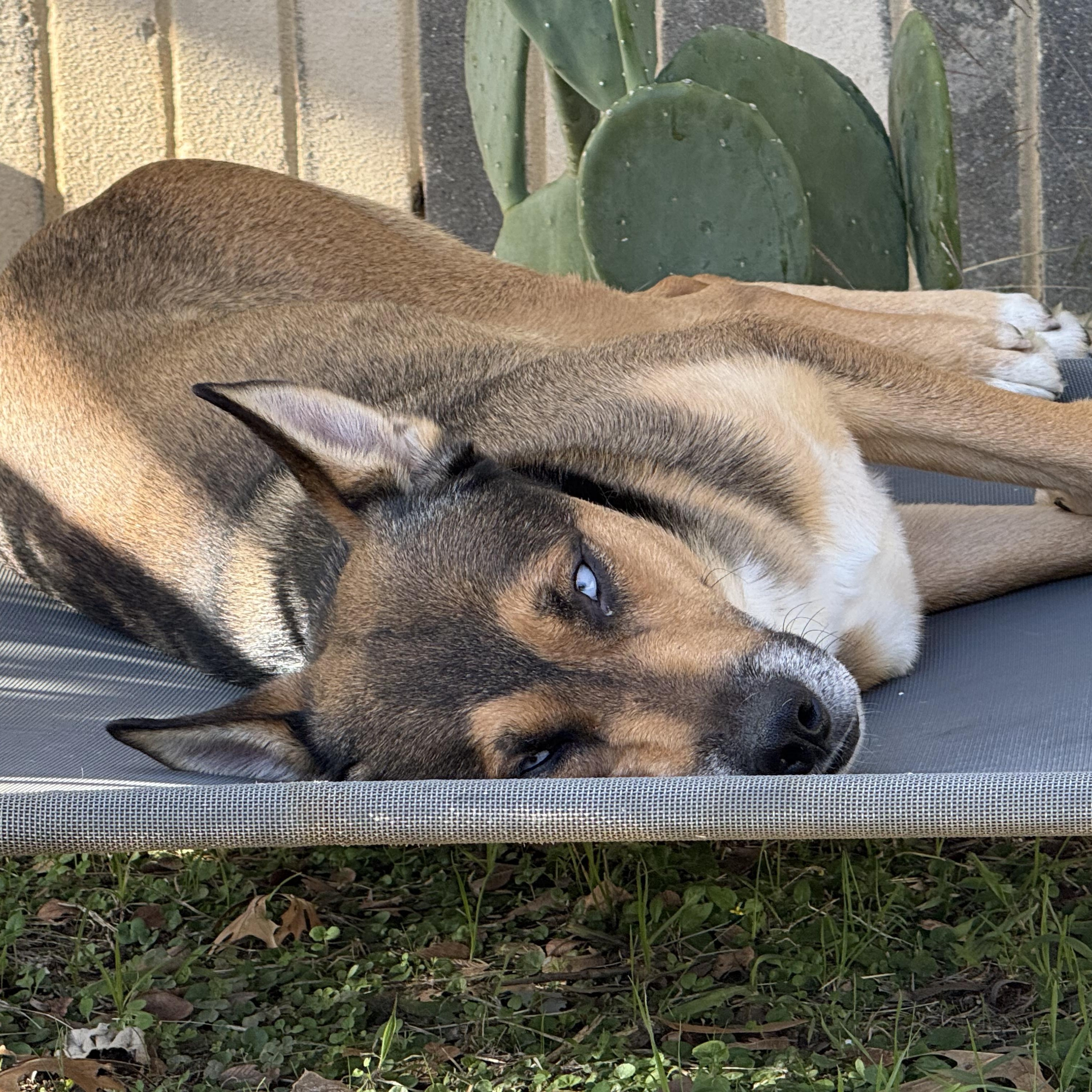 Carter, a ADOPTABLE mixed breed in Manville, NJ image 4/6