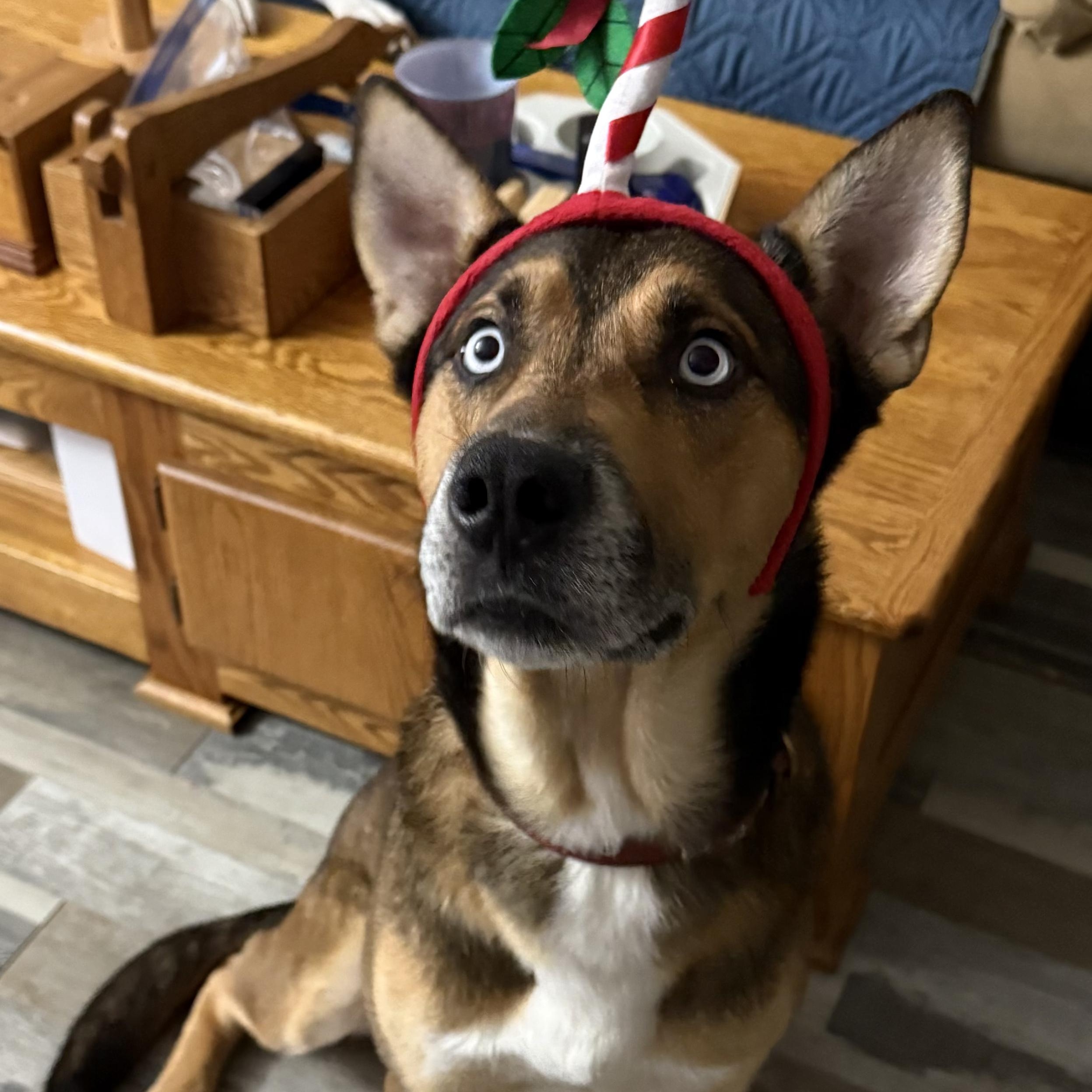 Carter, a ADOPTABLE mixed breed in Manville, NJ image 5/6