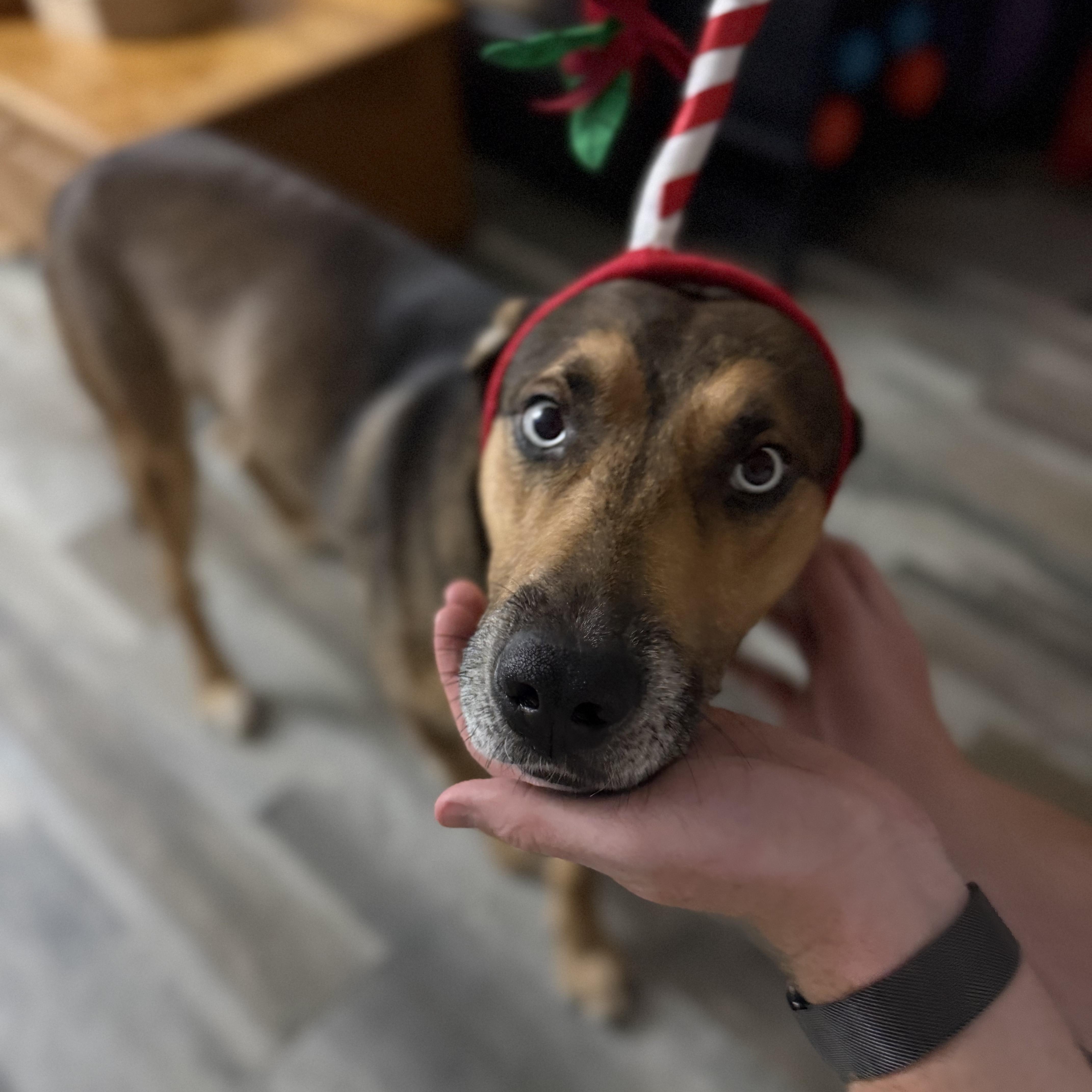 Carter, a ADOPTABLE mixed breed in Manville, NJ image 2/6