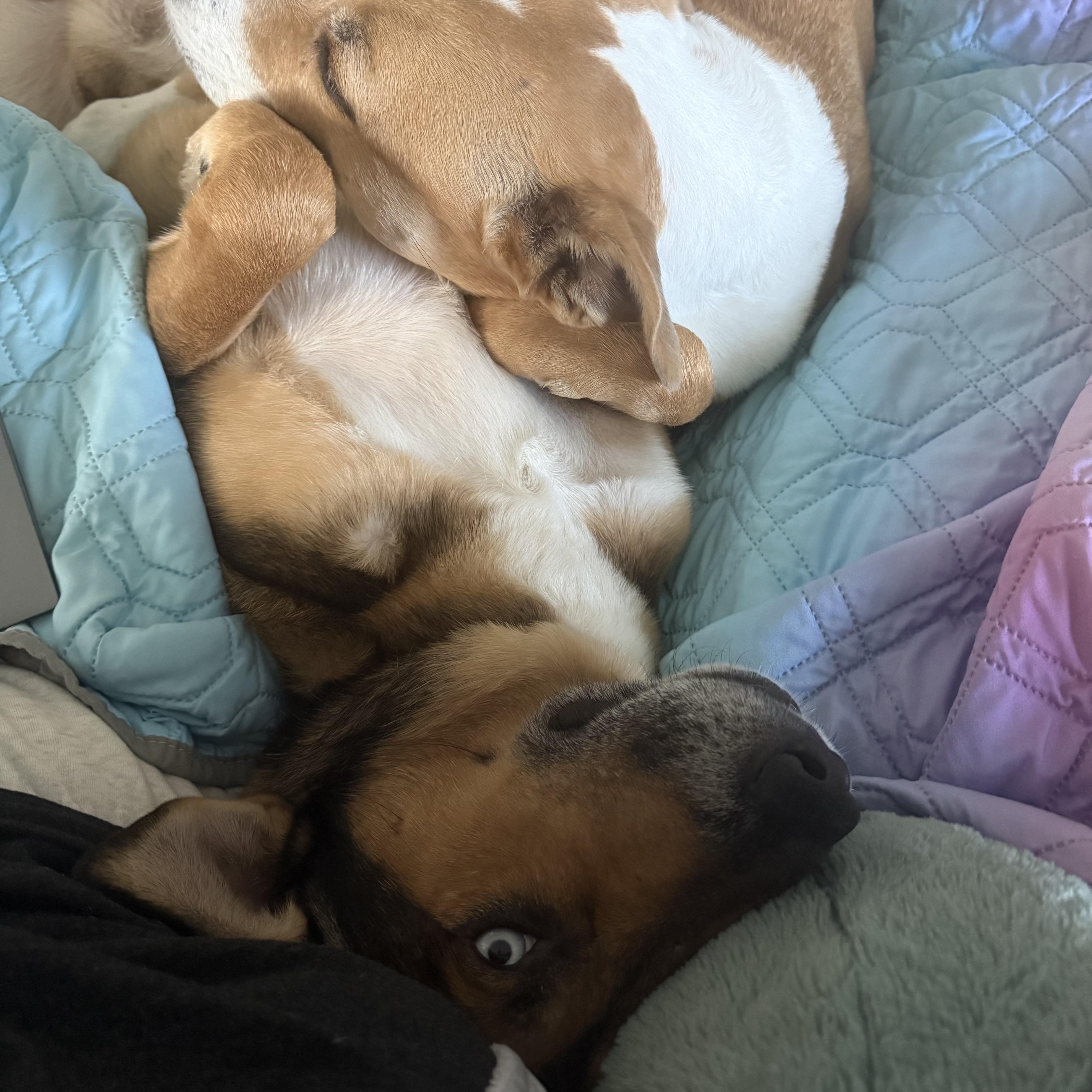 Carter, a ADOPTABLE mixed breed in Manville, NJ image 3/6