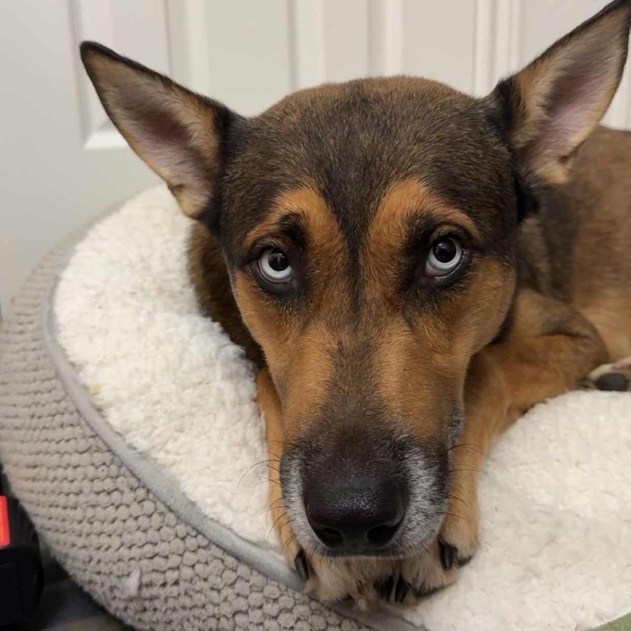 Carter, ADOPTABLE, Adult Male Belgian Shepherd / Malinois & Husky.