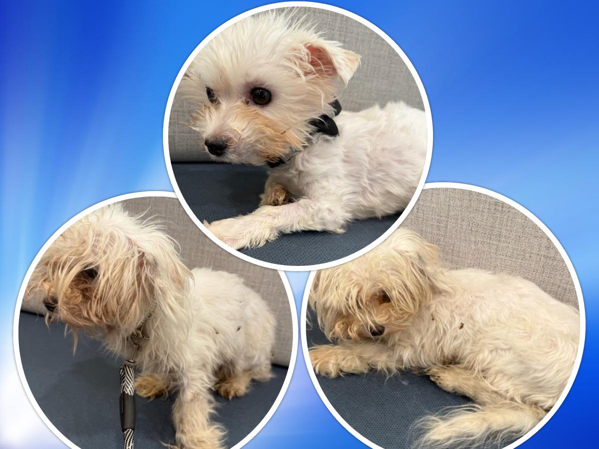 Dickens - IL, Adoptable, Adult Male Bichon Frise.