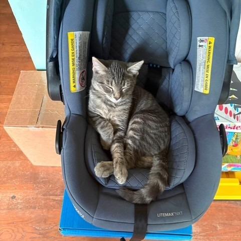 Gary, Adoptable, Young Male Domestic Short Hair.
