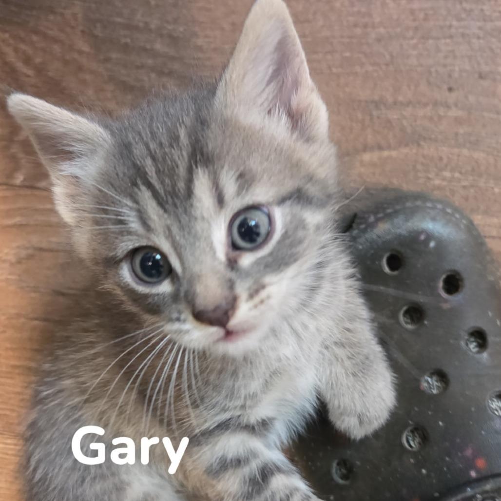 Enlarge Gary, a Adoptable Domestic Short Hair in Melbourne, KY image 2/2