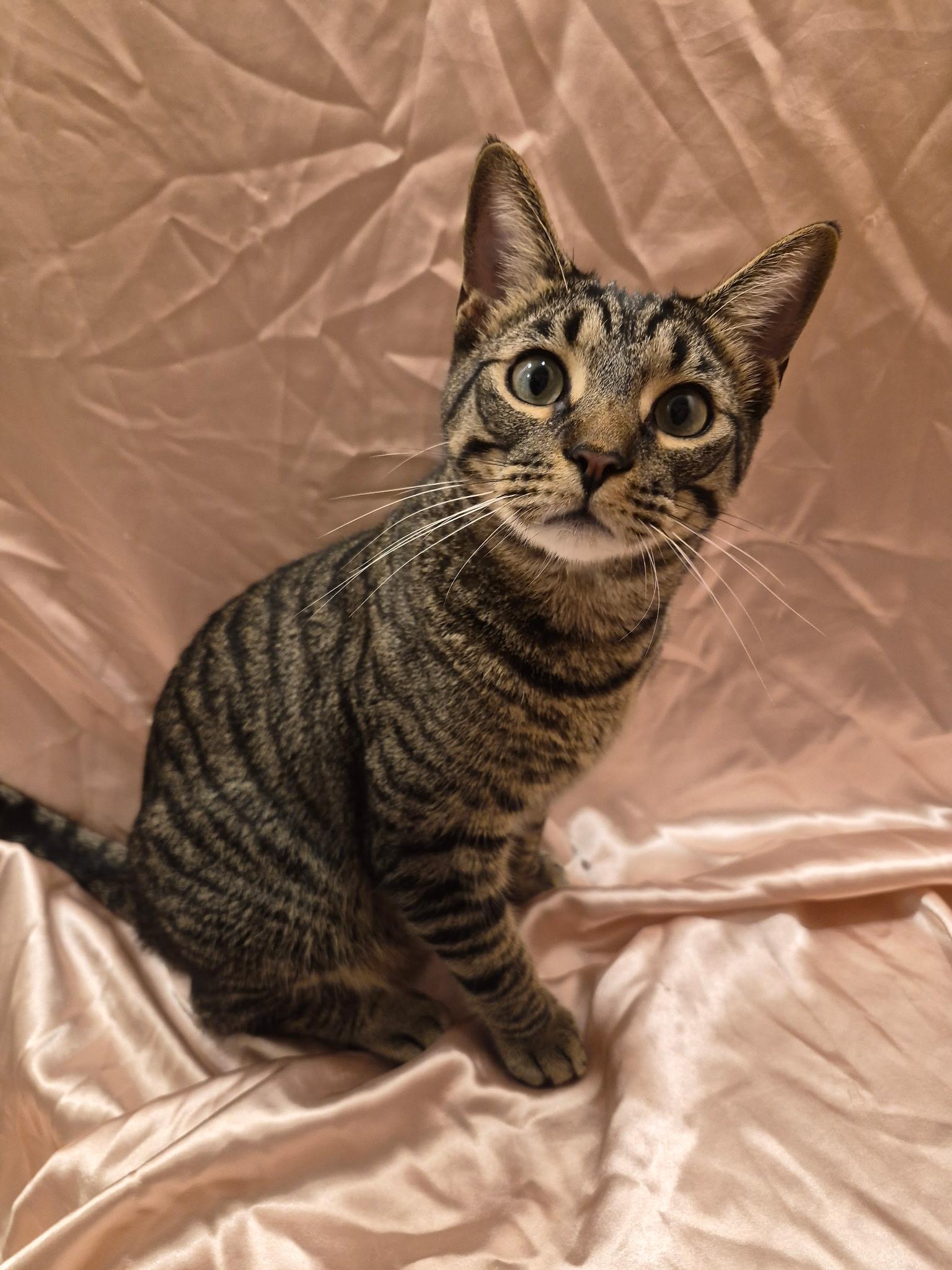 Enlarge Seth, a Adoptable Domestic Short Hair in Arlington, TX image 4/6