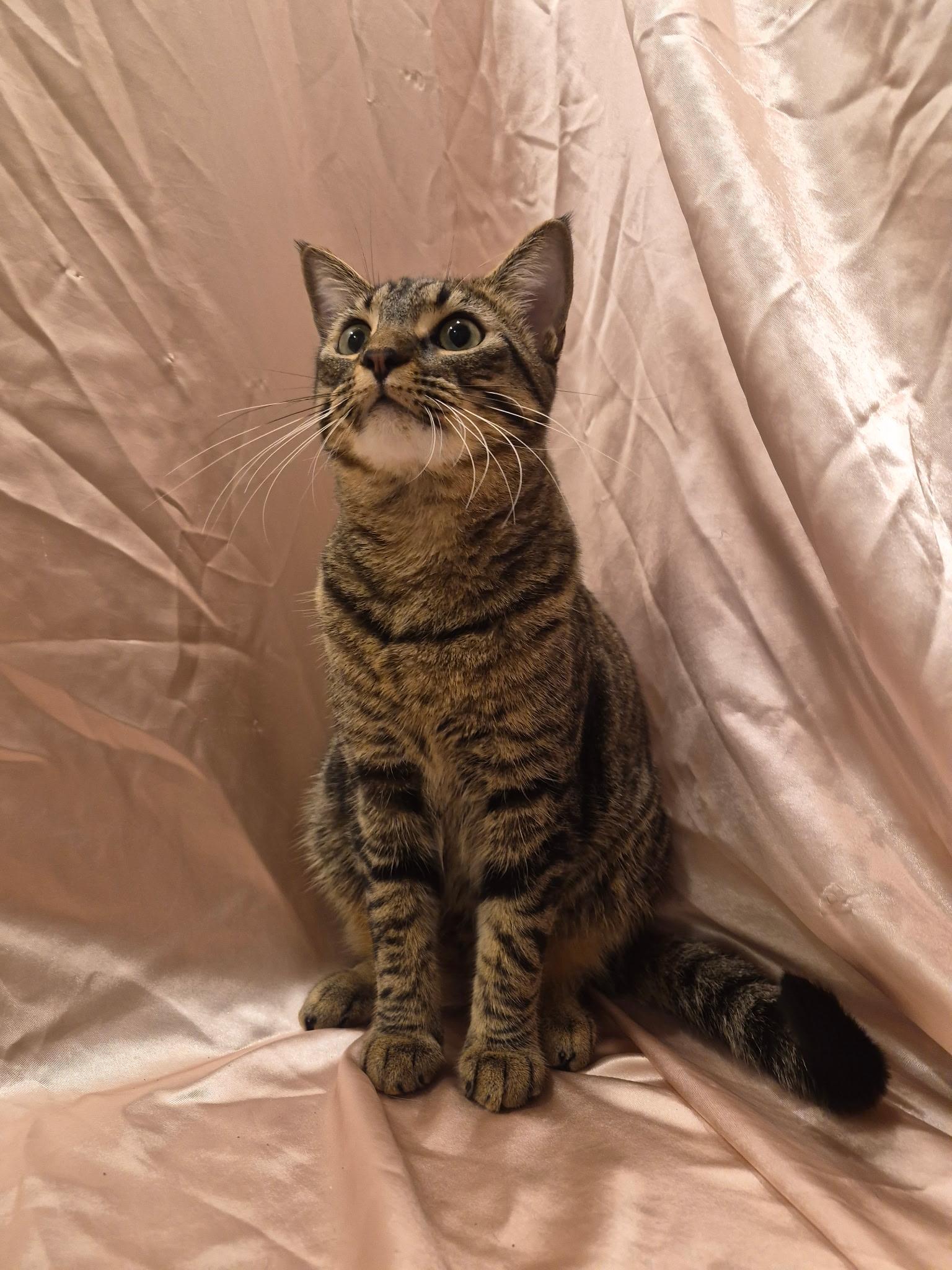 Enlarge Seth, a Adoptable Domestic Short Hair in Arlington, TX image 5/6