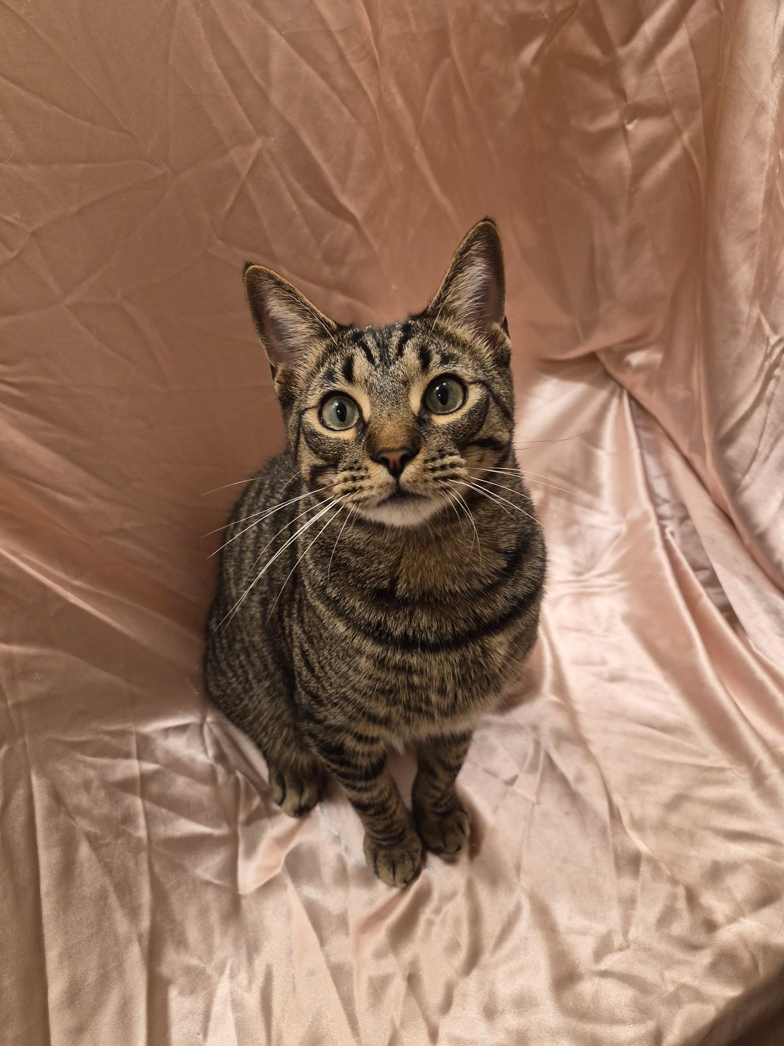 Enlarge Seth, a Adoptable Domestic Short Hair in Arlington, TX image 6/6