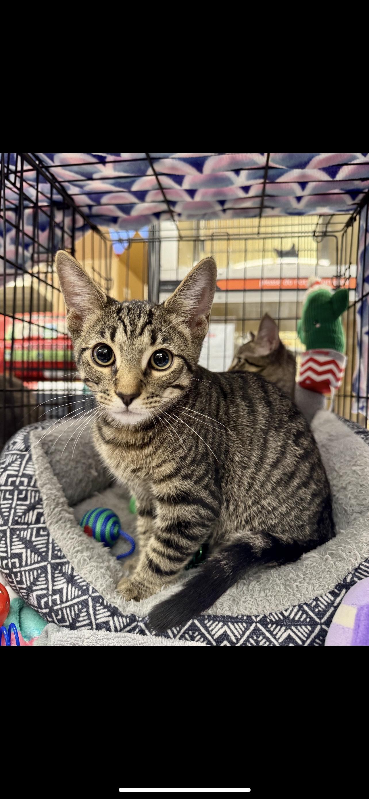 Seth, Adoptable, Kitten Male Domestic Short Hair.
