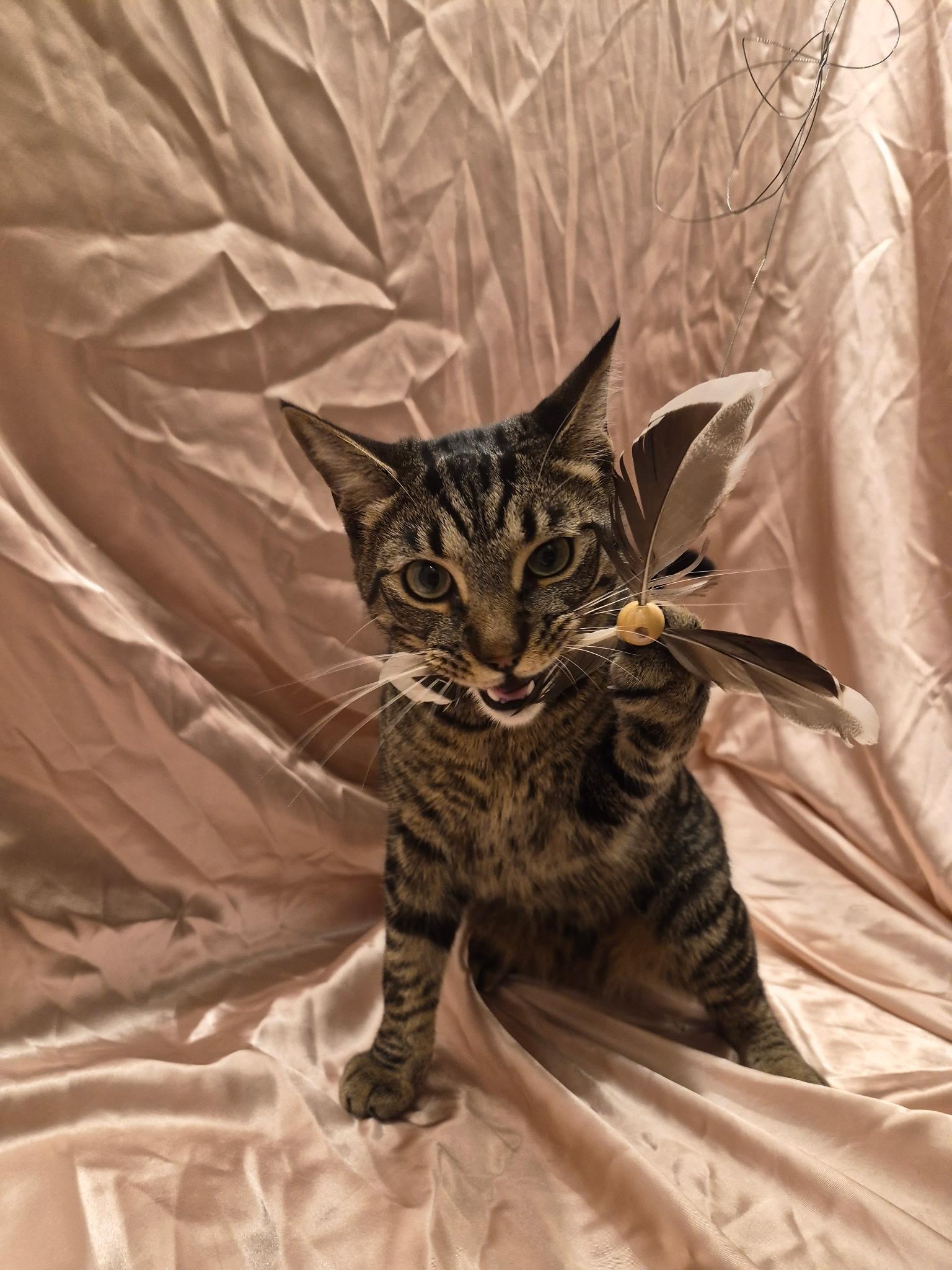 Enlarge Seth, a Adoptable Domestic Short Hair in Arlington, TX image 3/6