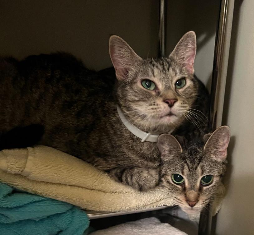 Spider and Ghost, Adopted, Adult Female Domestic Short Hair.