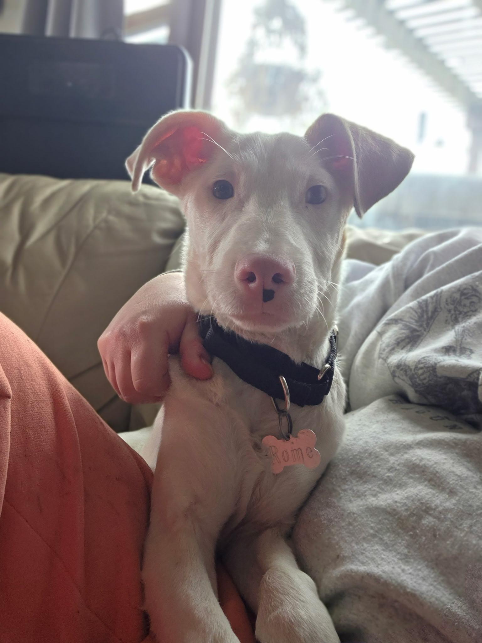 Enlarge Rome, a ADOPTABLE mixed breed in Winter, WI image 2/3