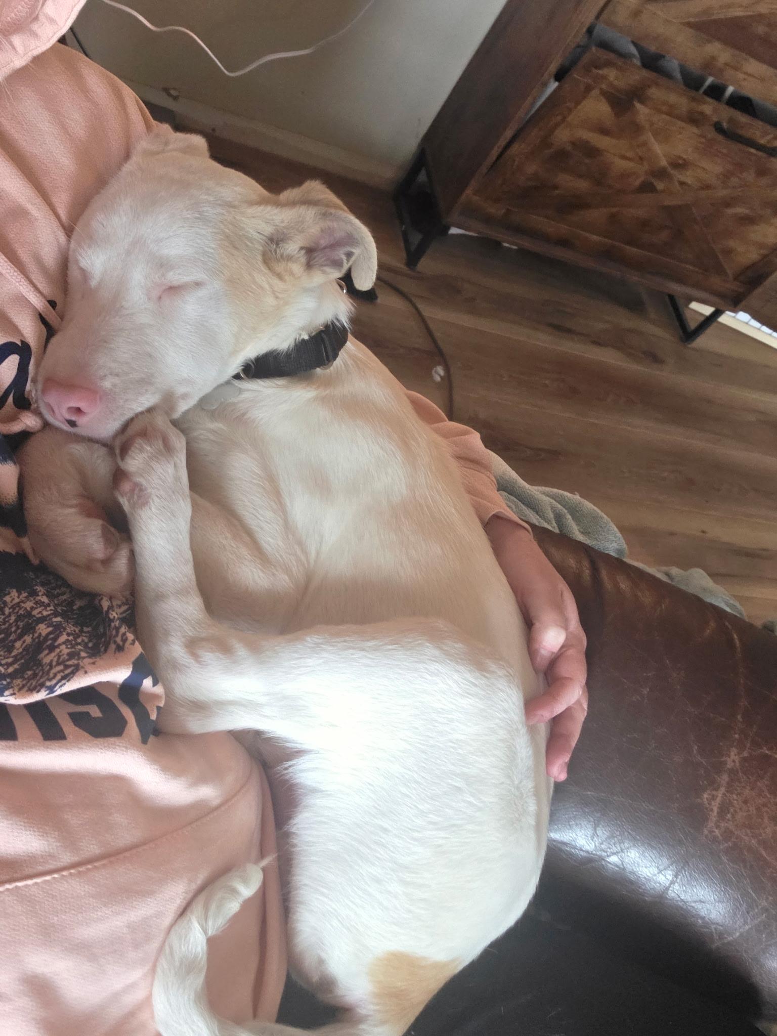 Enlarge Rome, a ADOPTABLE mixed breed in Winter, WI image 1/3