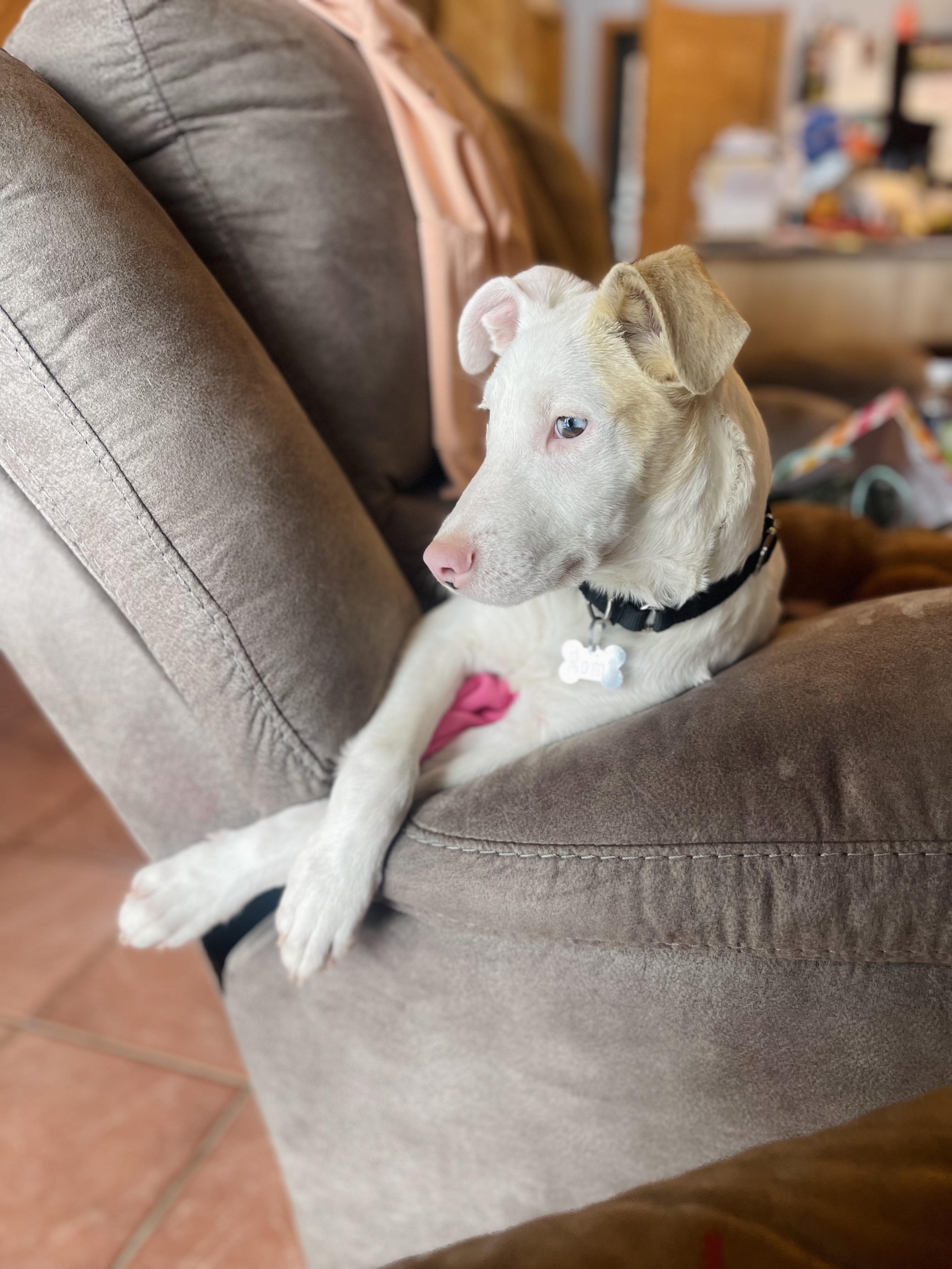 Enlarge Rome, a ADOPTABLE mixed breed in Winter, WI image 2/2