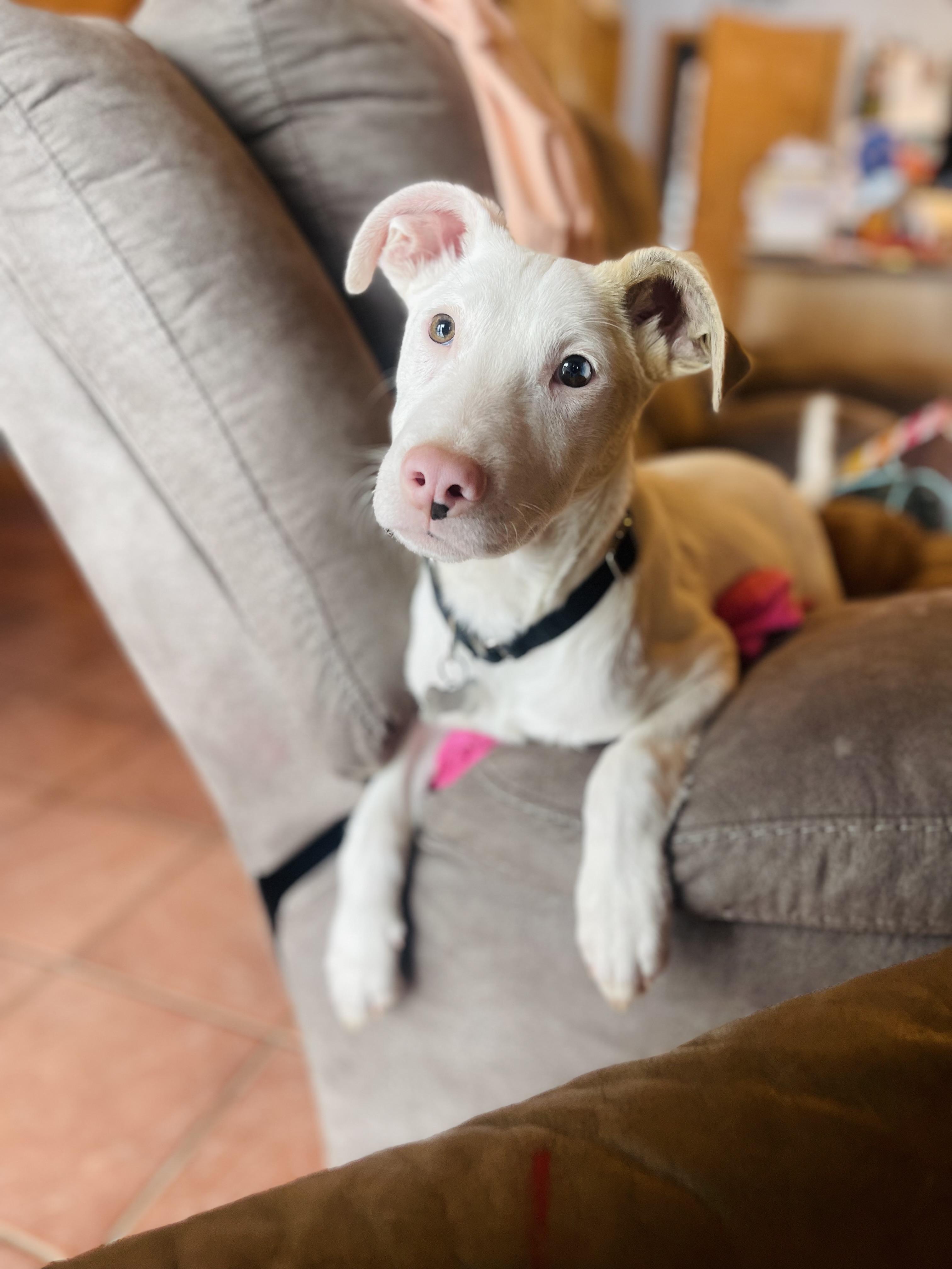 Enlarge Rome, a ADOPTABLE mixed breed in Winter, WI image 1/2