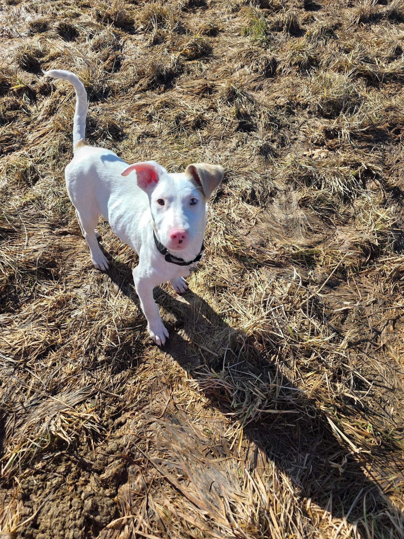 Enlarge Rome, a ADOPTABLE mixed breed in Winter, WI image 3/3