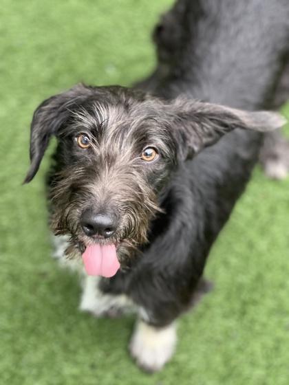 Enlarge Sundae, an adopted mixed breed in Sacramento, CA image 3/3