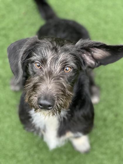 Enlarge Sundae, an adopted mixed breed in Sacramento, CA image 2/3