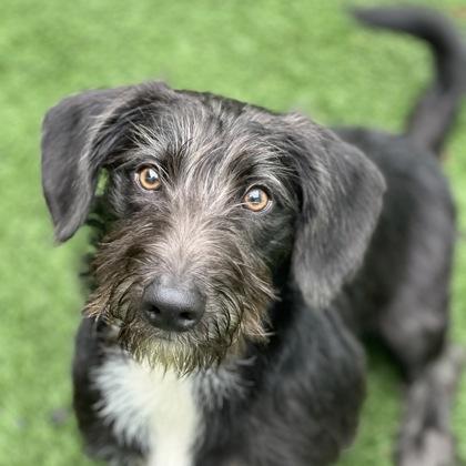 Sundae, adopted, Puppy Male Wirehaired Dachshund.