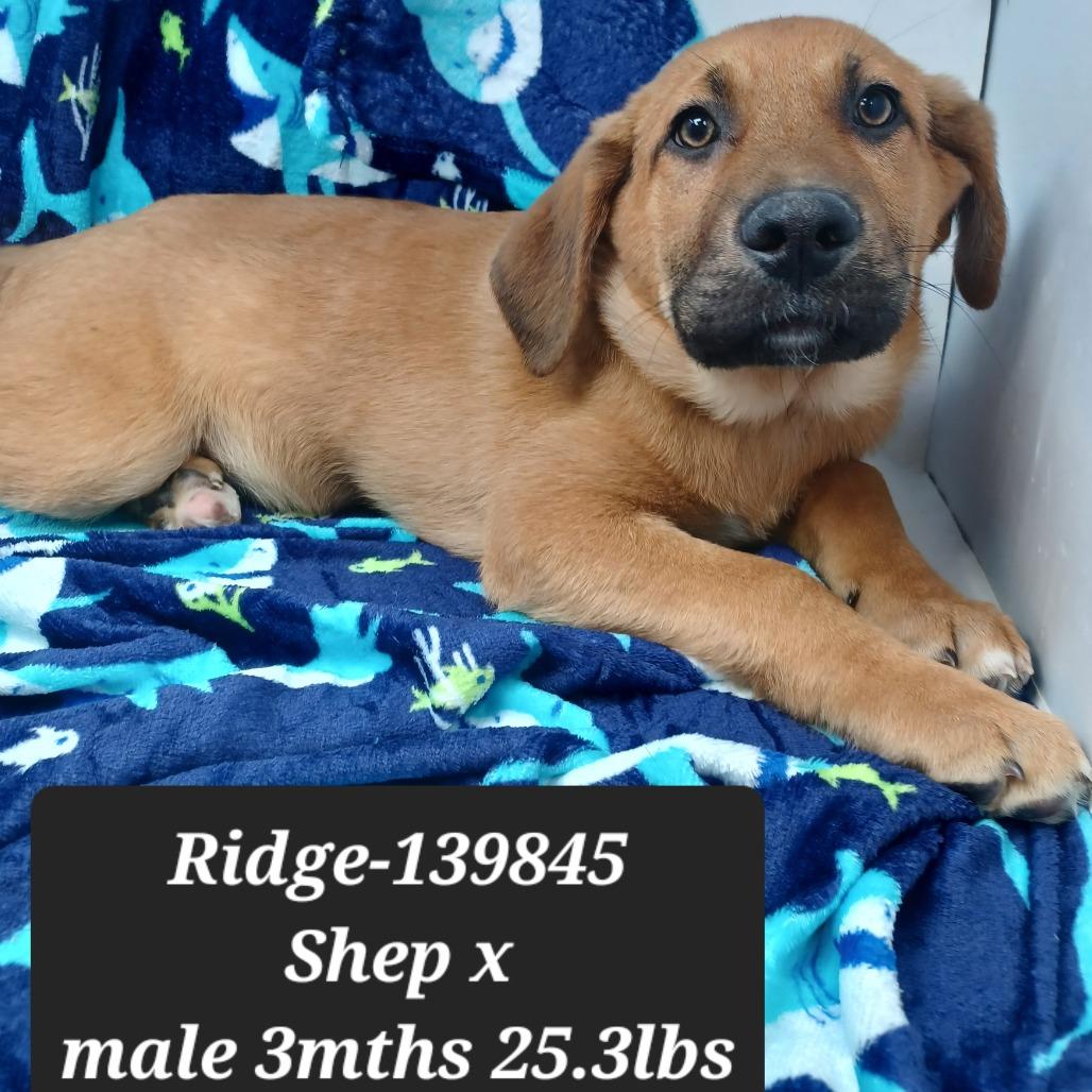 Ridge, Adoptable, Puppy Male German Shepherd Dog.