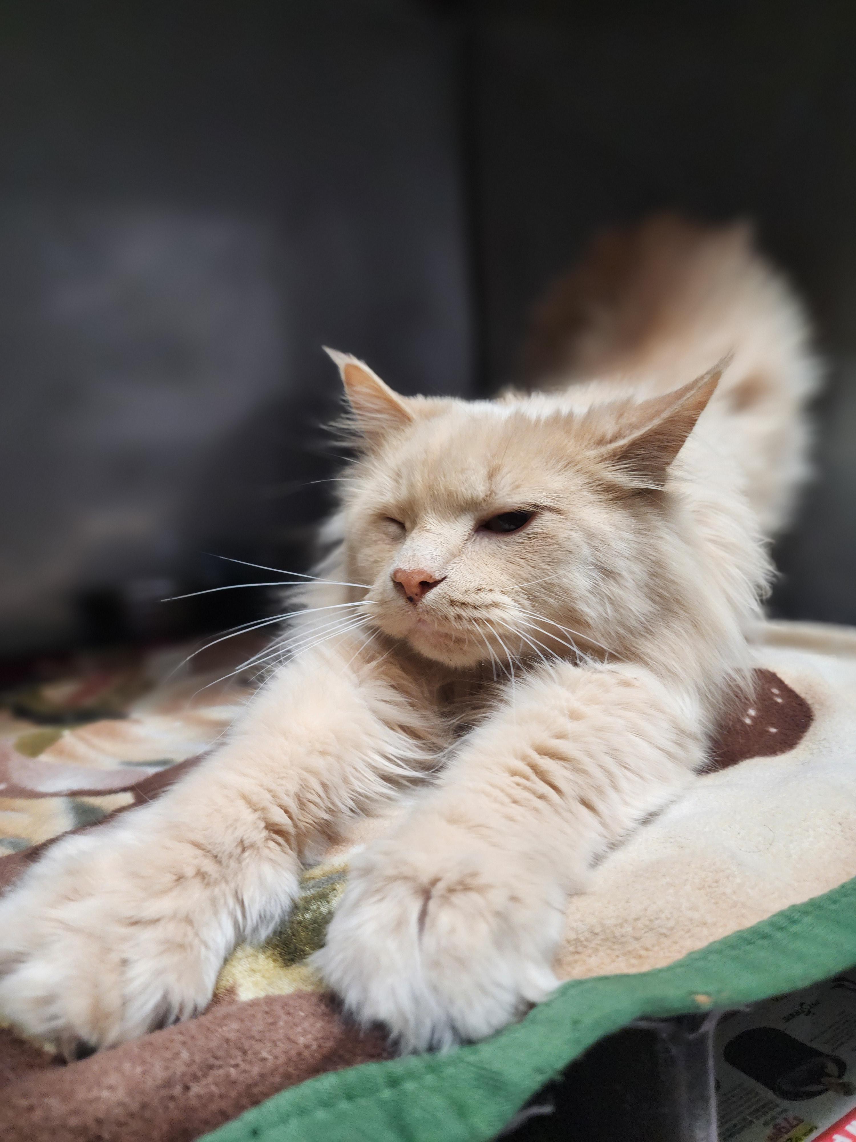 Enlarge Butters, a Adopted Domestic Long Hair in Marinette, WI image 1/3