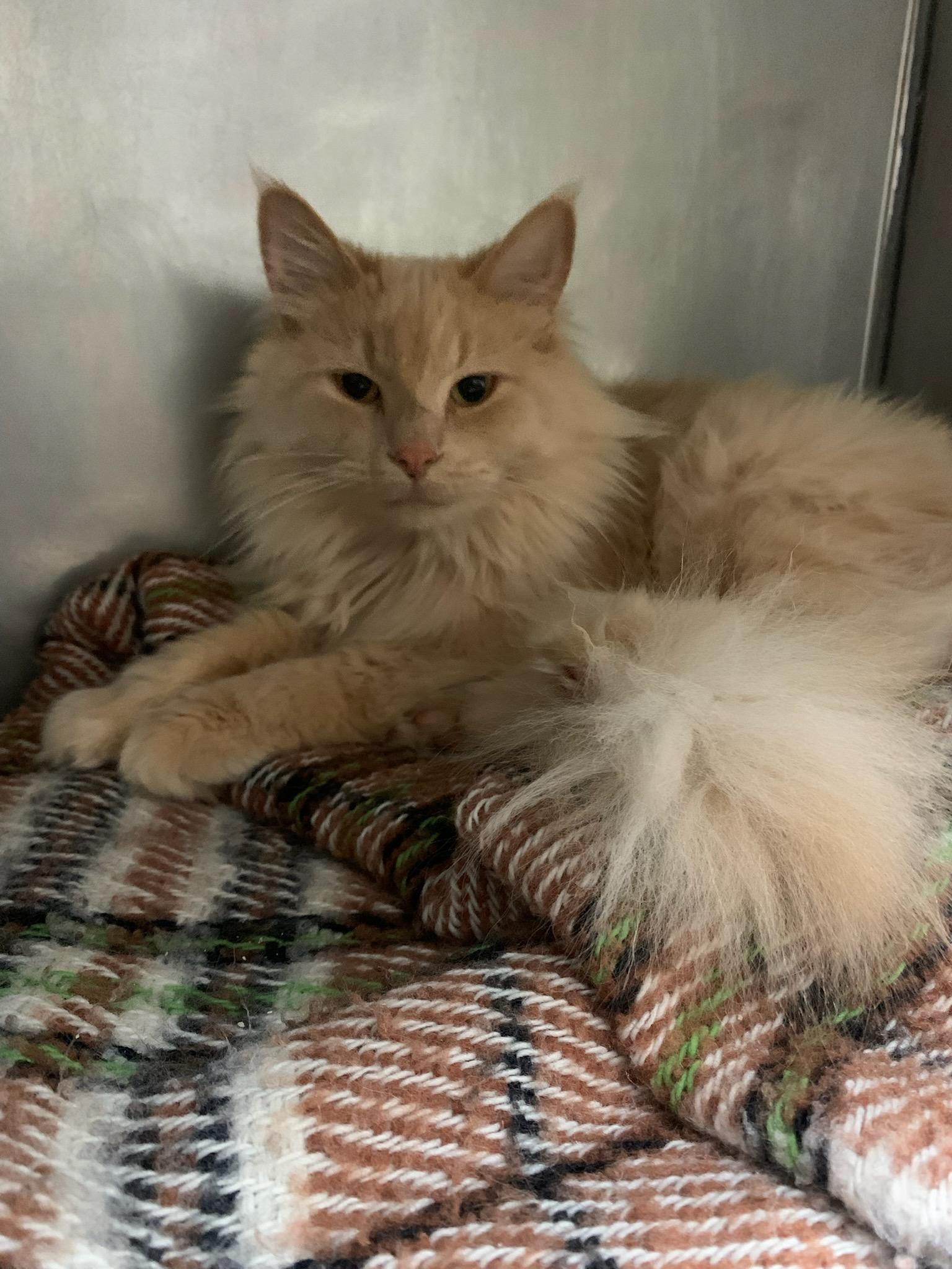 Enlarge Butters, a Adopted Domestic Long Hair in Marinette, WI image 2/3