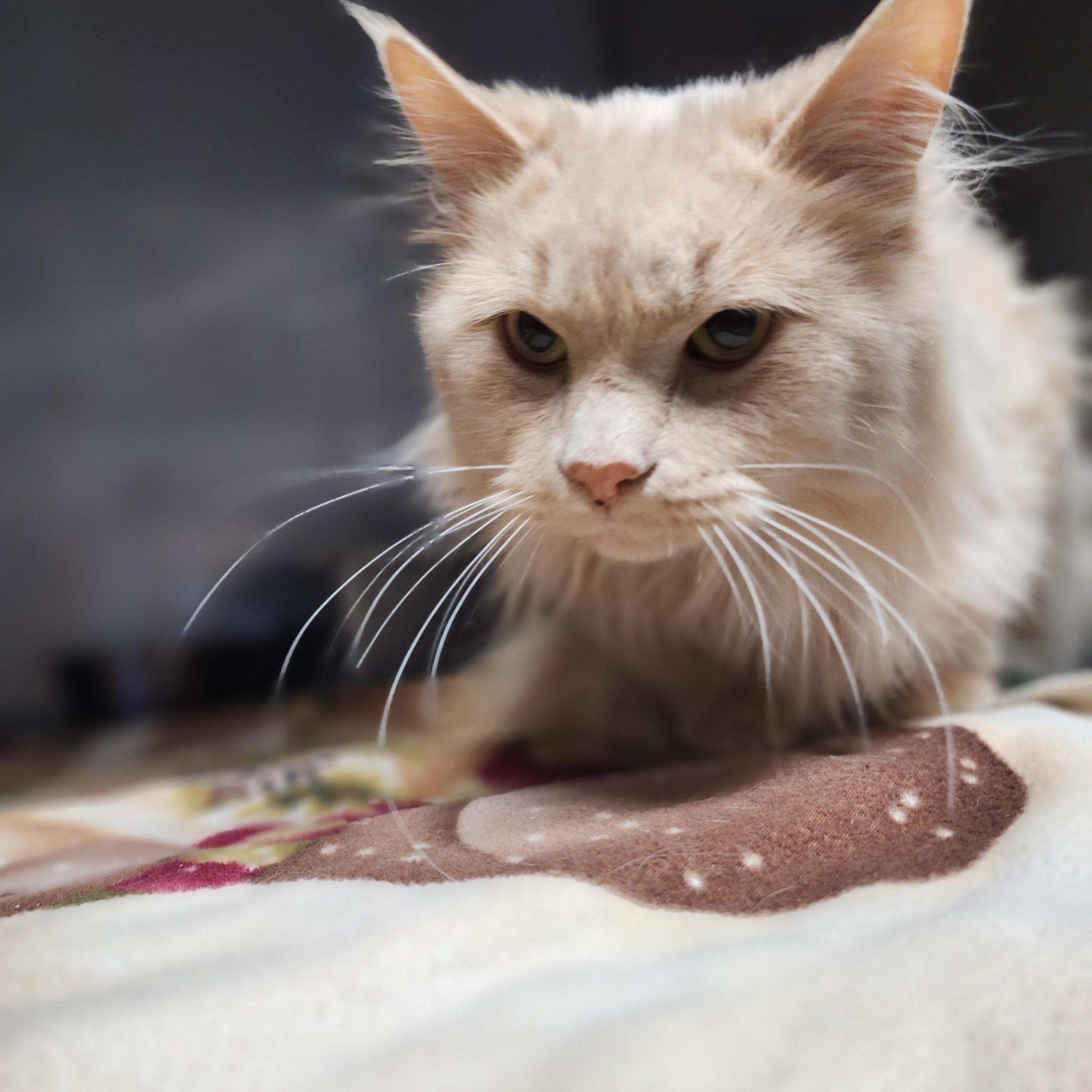 Enlarge Butters, a Adopted Domestic Long Hair in Marinette, WI image 3/3