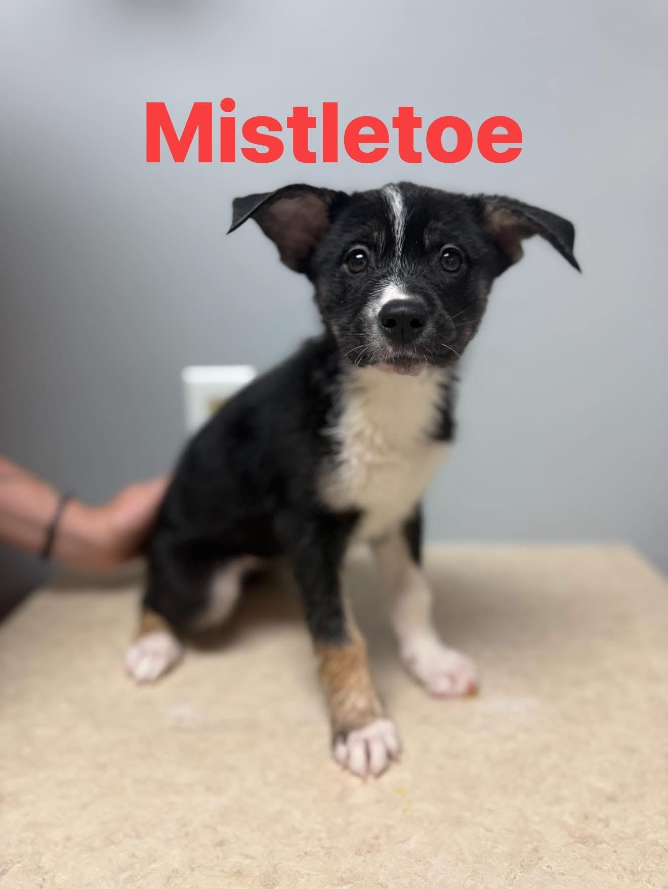 Enlarge Mistletoe, an adopted mixed breed in Circleville, OH image 1/1