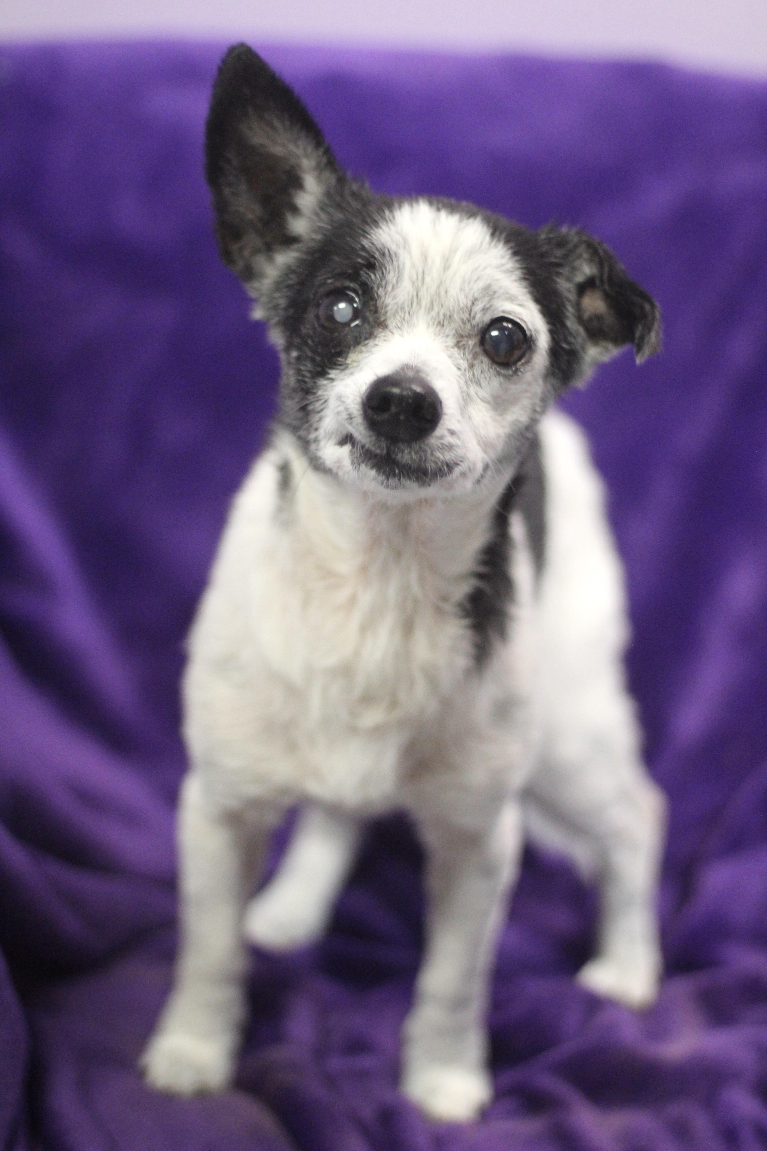 Ernie (Bonded to Maggie) in NH! Come Meet our Adoptable Dogs Wednesday-Saturday. More info in Bio!, a ADOPTABLE mixed breed in Manchester, NH image 2/2