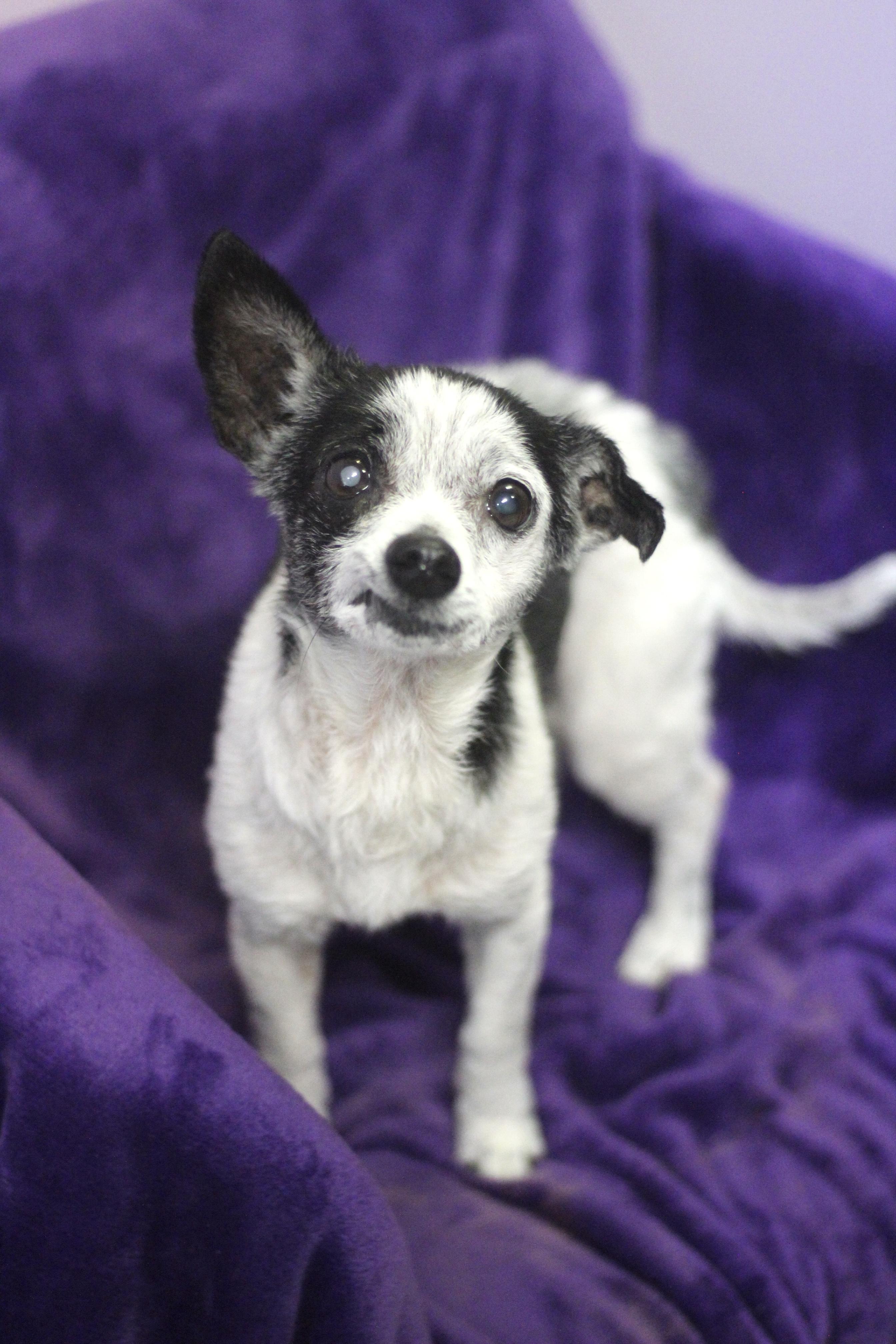 Ernie (Bonded to Maggie) in NH! Come Meet our Adoptable Dogs Wednesday-Saturday. More info in Bio!, ADOPTABLE, Senior Male Chihuahua.