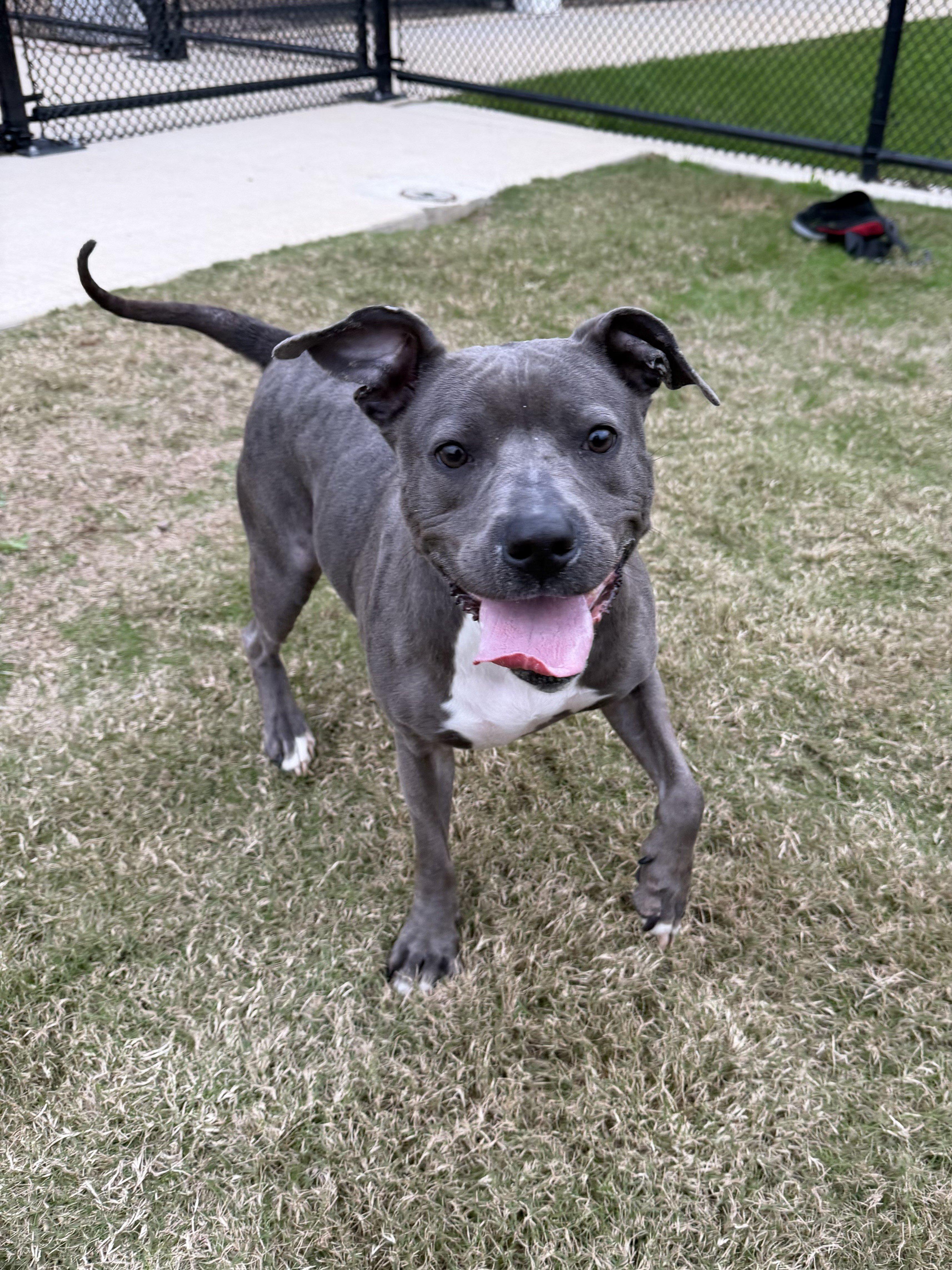 Destiny, ADOPTABLE, Adult Female American Staffordshire Terrier.