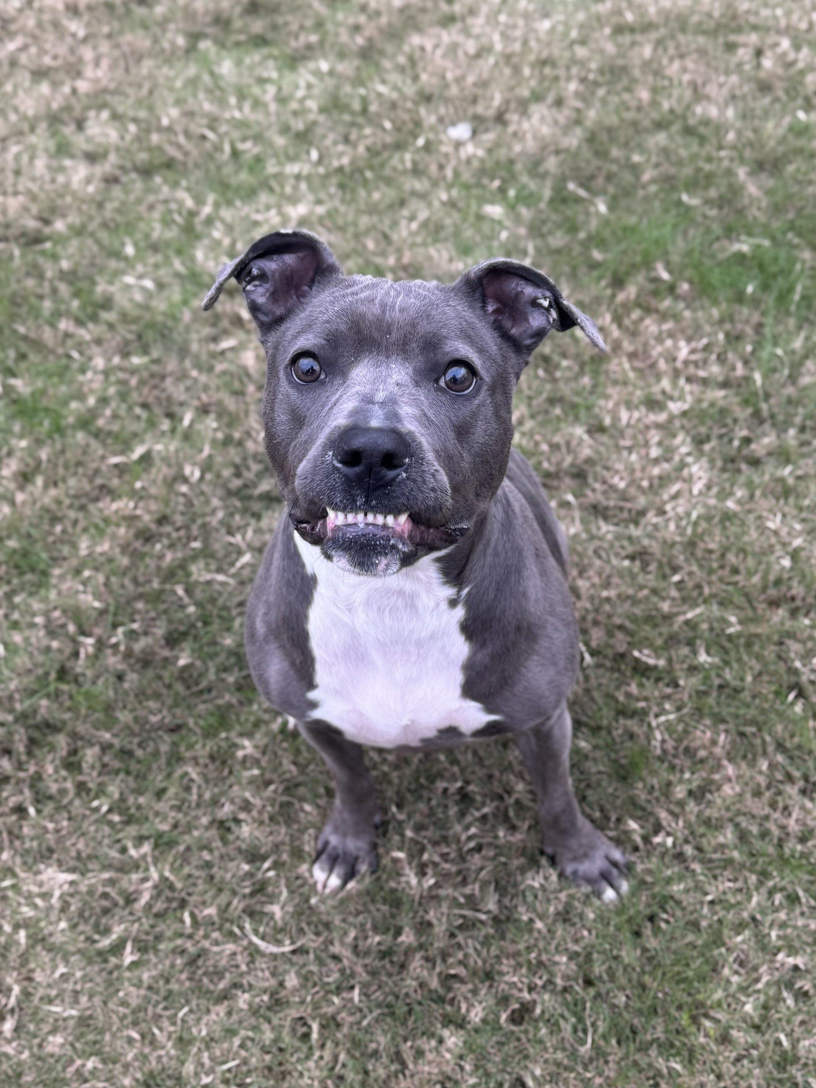 Enlarge Destiny, a ADOPTABLE mixed breed in Daphne, AL image 3/4