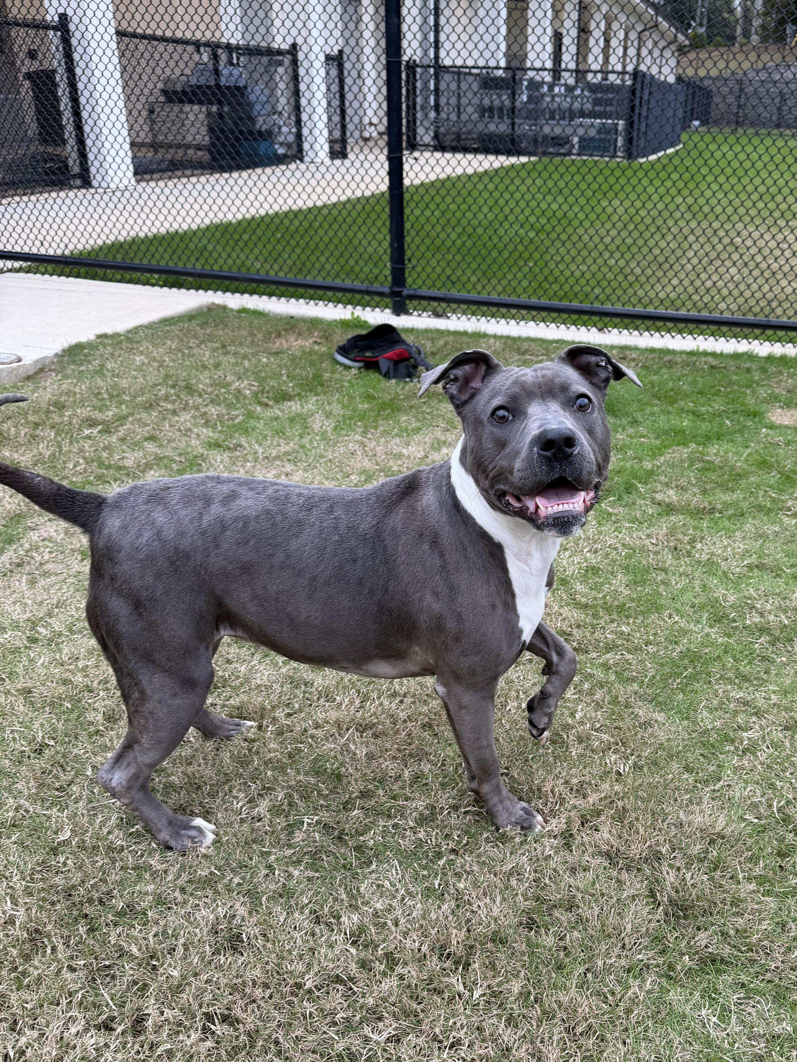 Enlarge Destiny, a ADOPTABLE mixed breed in Daphne, AL image 4/4