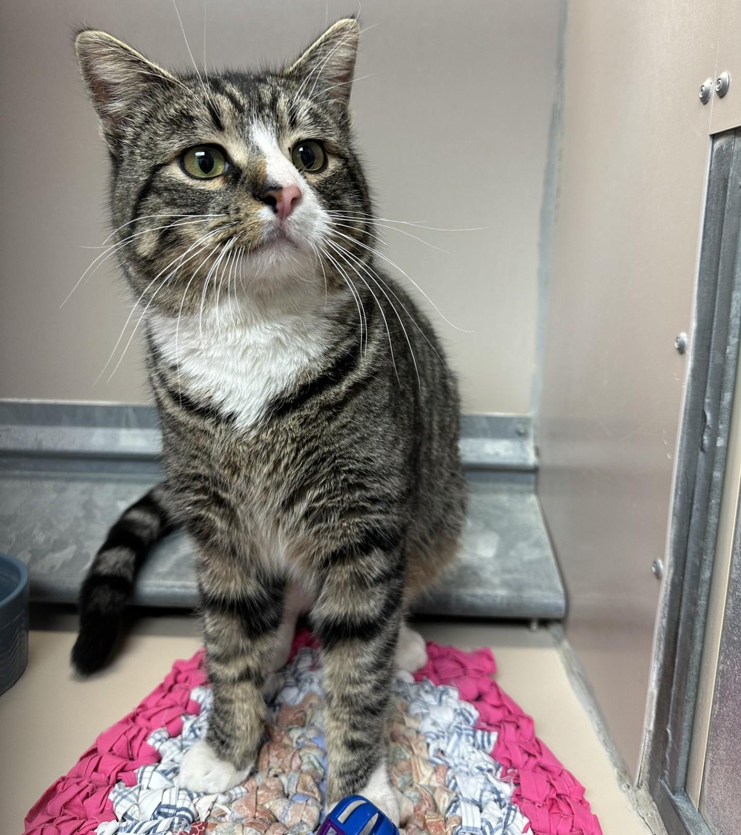 Enlarge 60113144, a ADOPTABLE Domestic Short Hair in Elko, NV image 1/1