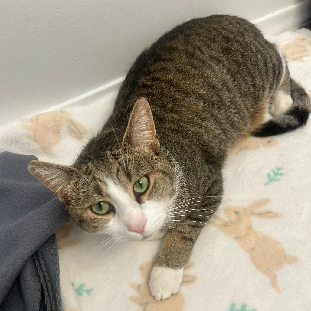 Bradley, Adoptable, Adult Male Domestic Short Hair.