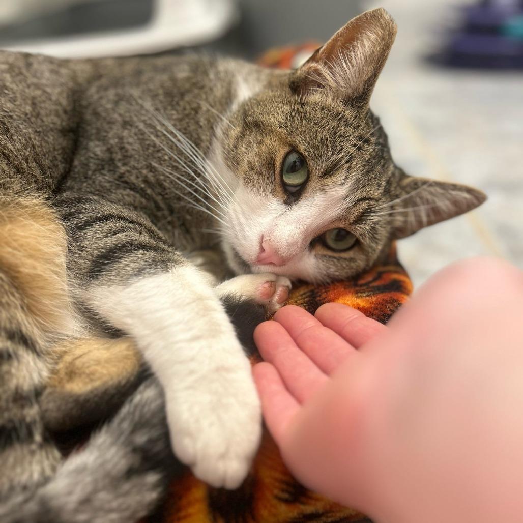 Enlarge Bradley, a Adoptable Domestic Short Hair in Long Beach, CA image 3/4