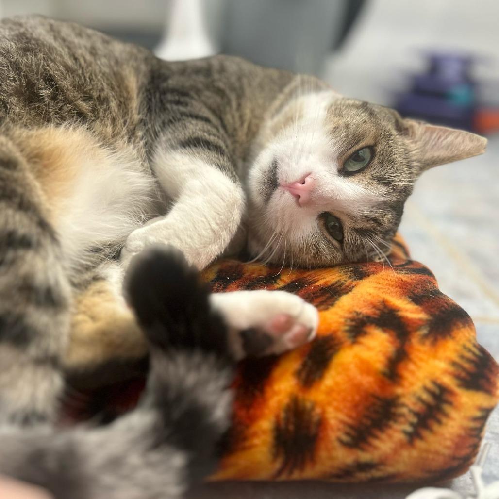 Bradley — thumbnail 4