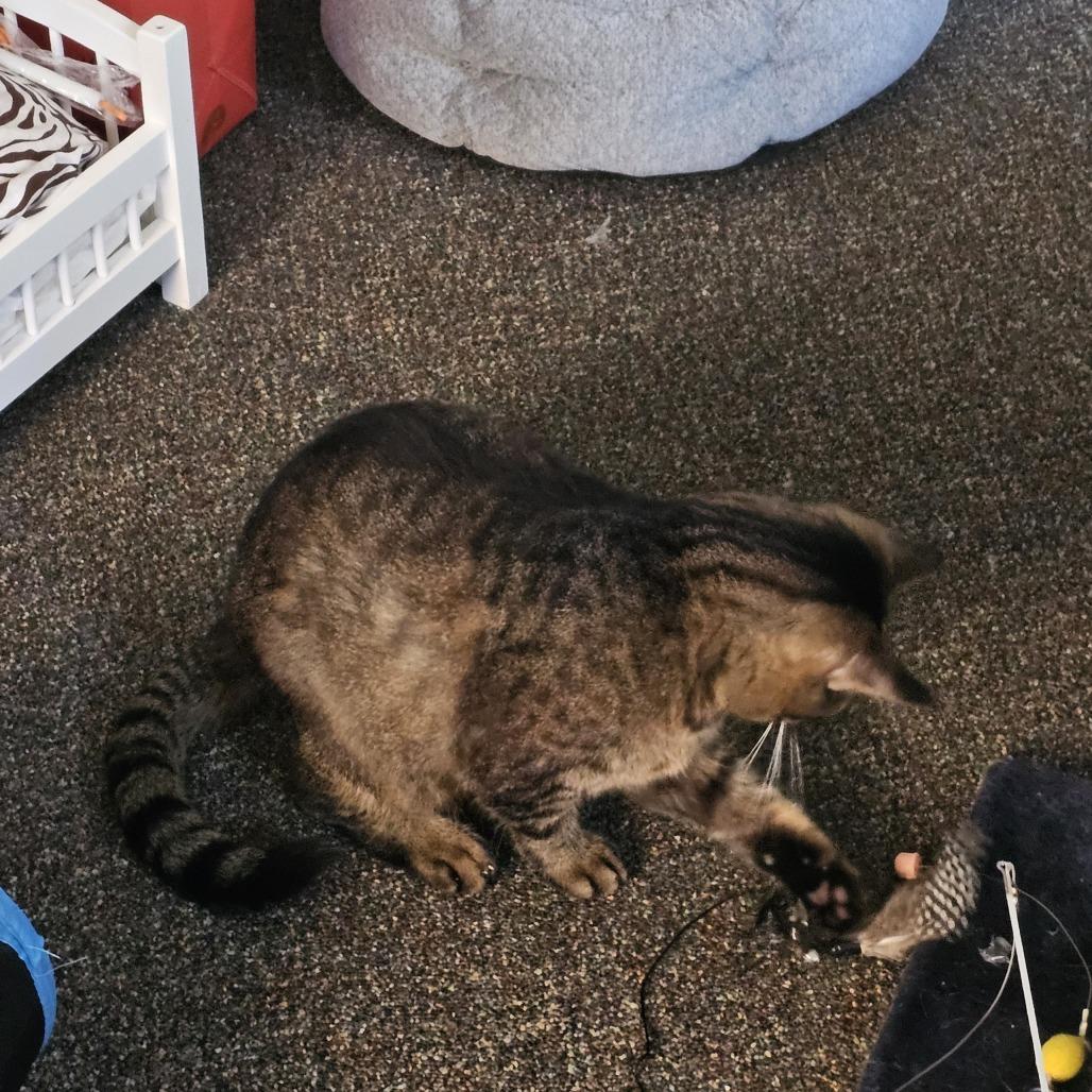 Jive, Adoptable, Adult Male Domestic Medium Hair.