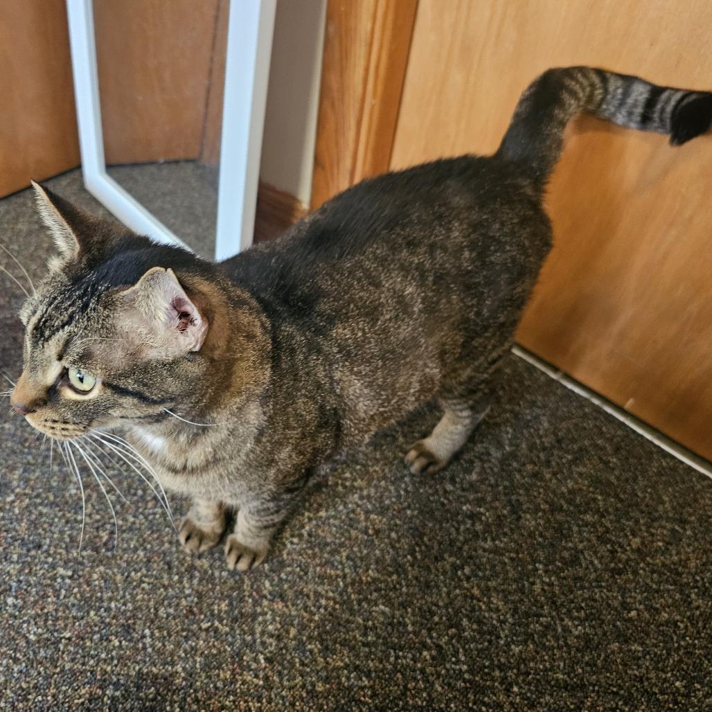 Enlarge Jive, a Adoptable Domestic Medium Hair in St. Paul, MN image 2/5