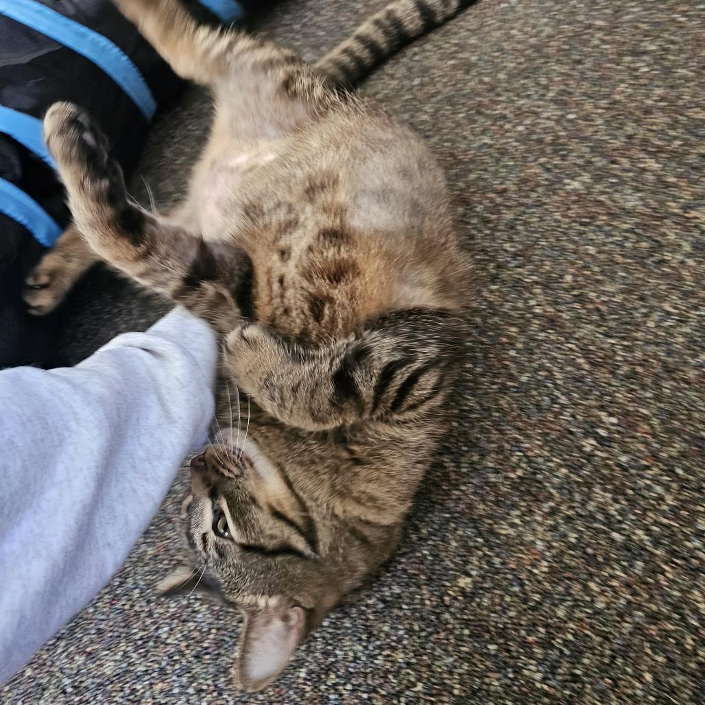 Enlarge Jive, a Adoptable Domestic Medium Hair in St. Paul, MN image 3/5