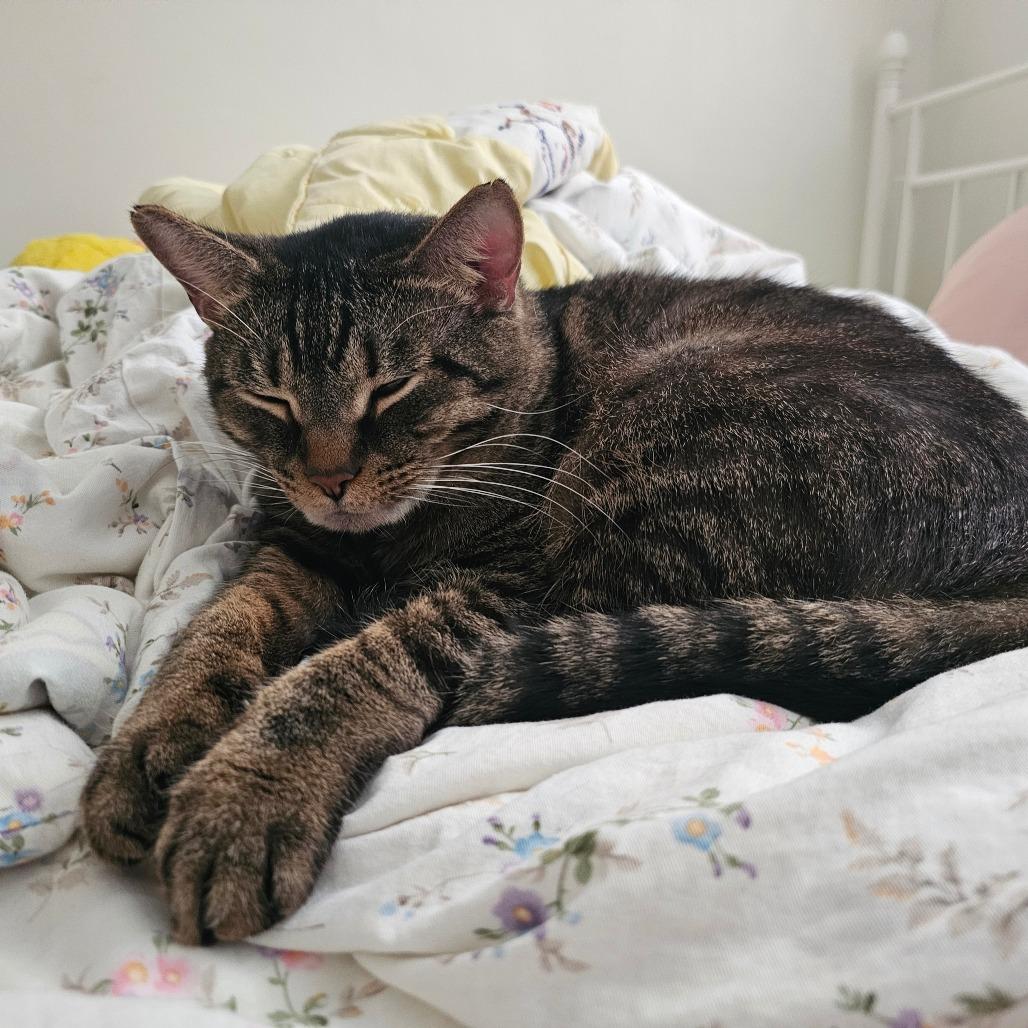 Enlarge Jive, a Adoptable Domestic Medium Hair in St. Paul, MN image 4/5