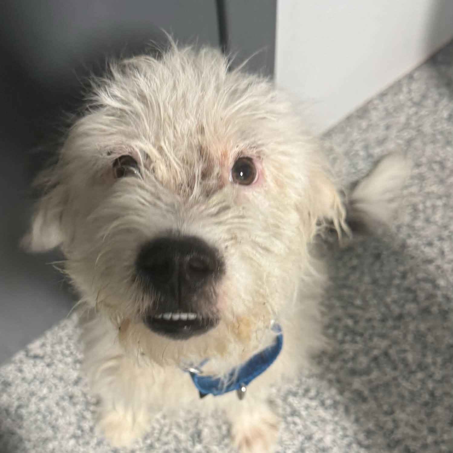 Calvin, a Adoptable mixed breed in South Saint Paul, MN image 2/3