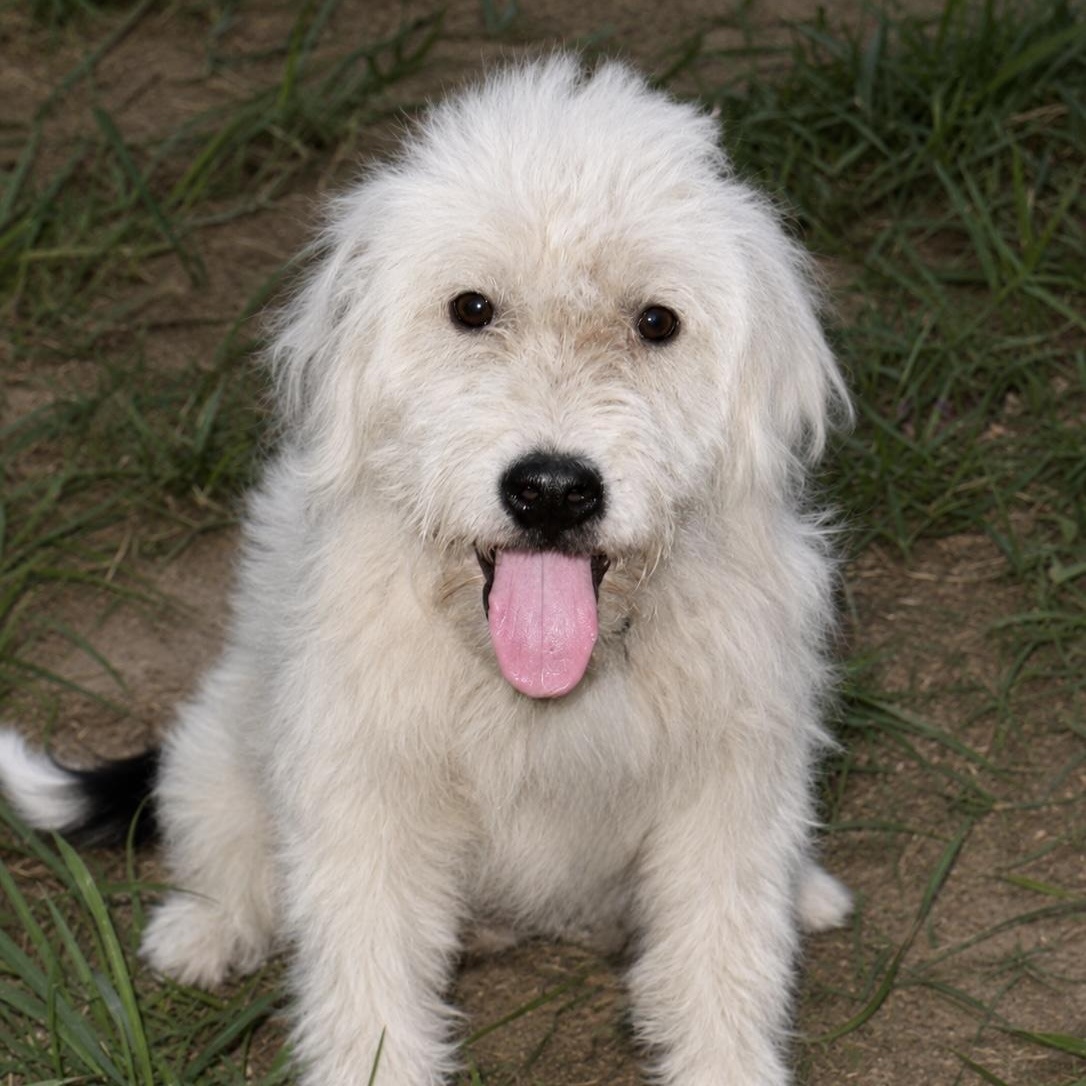 Calvin, Adoptable, Puppy Male Poodle & Aussiedoodle.