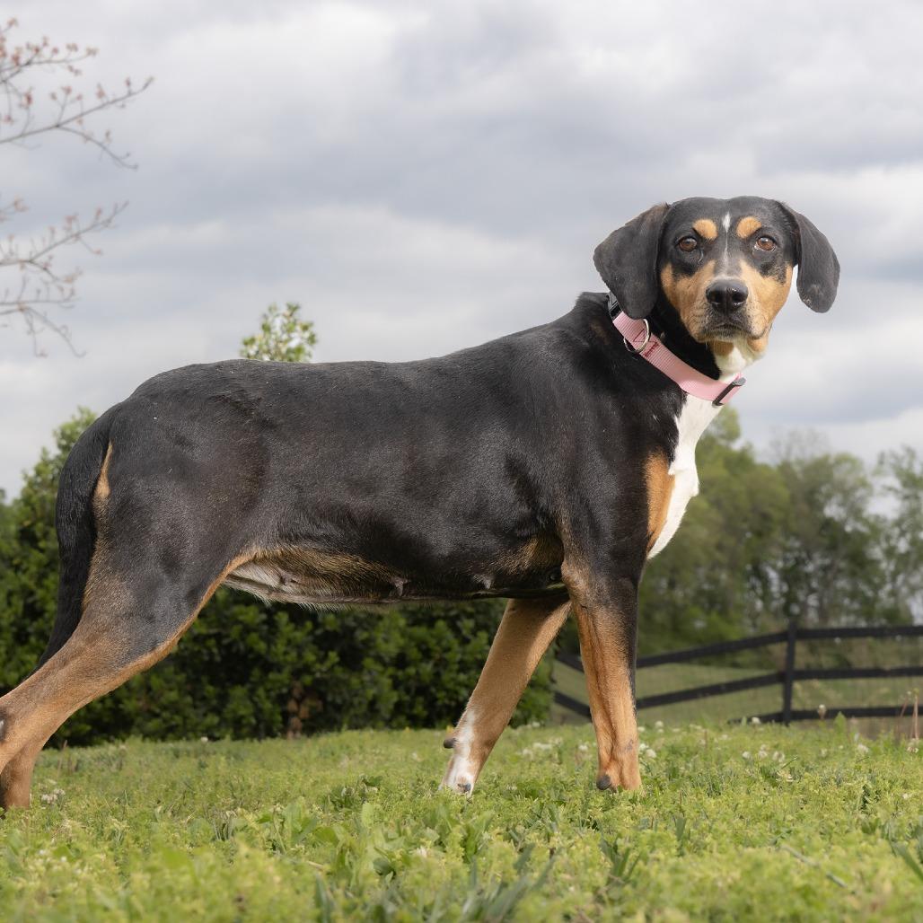 Enlarge Trixie, a Adoptable Mixed Breed in Franklin, TN image 1/1