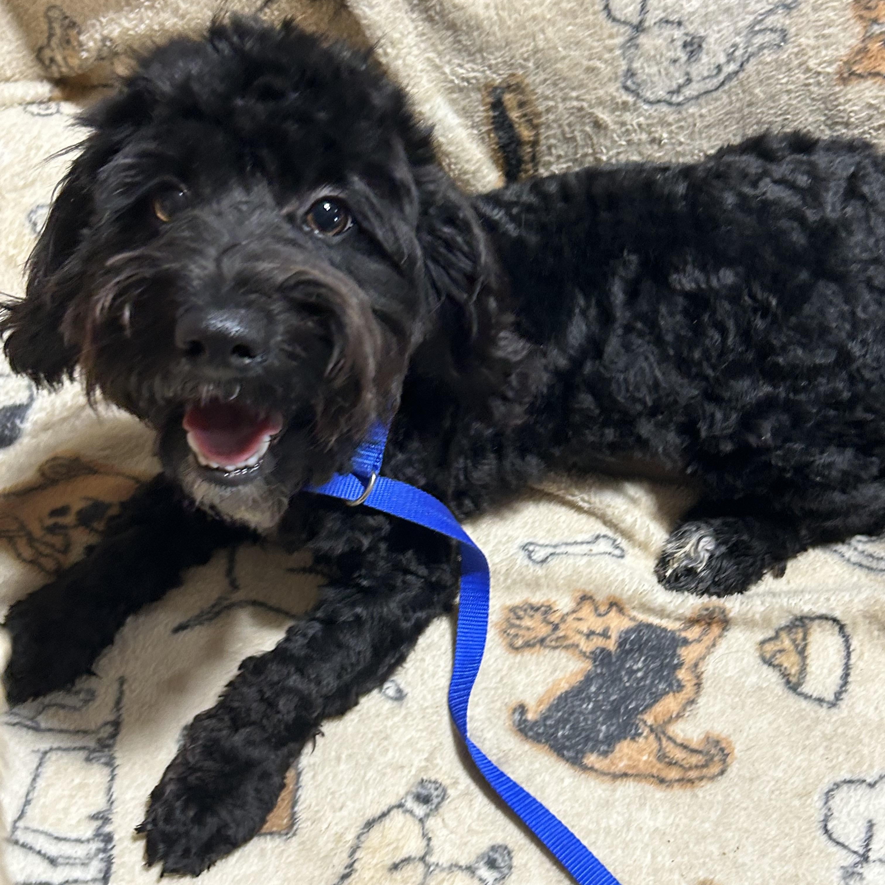 Enlarge Mike 12.6 lbs, a Adoptable mixed breed in Maumee , OH image 3/4