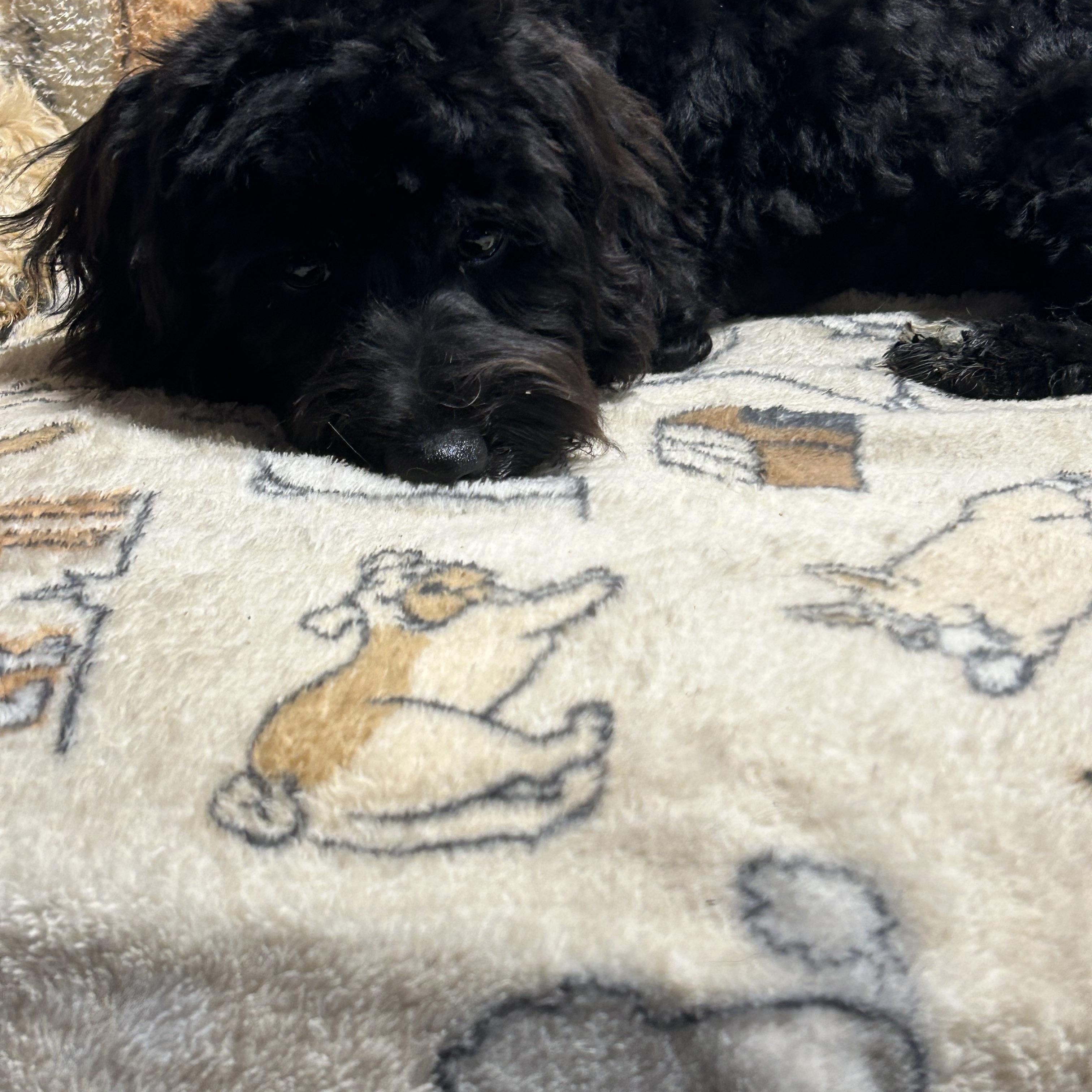 Enlarge Mike 12.6 lbs, a Adoptable mixed breed in Maumee , OH image 4/4