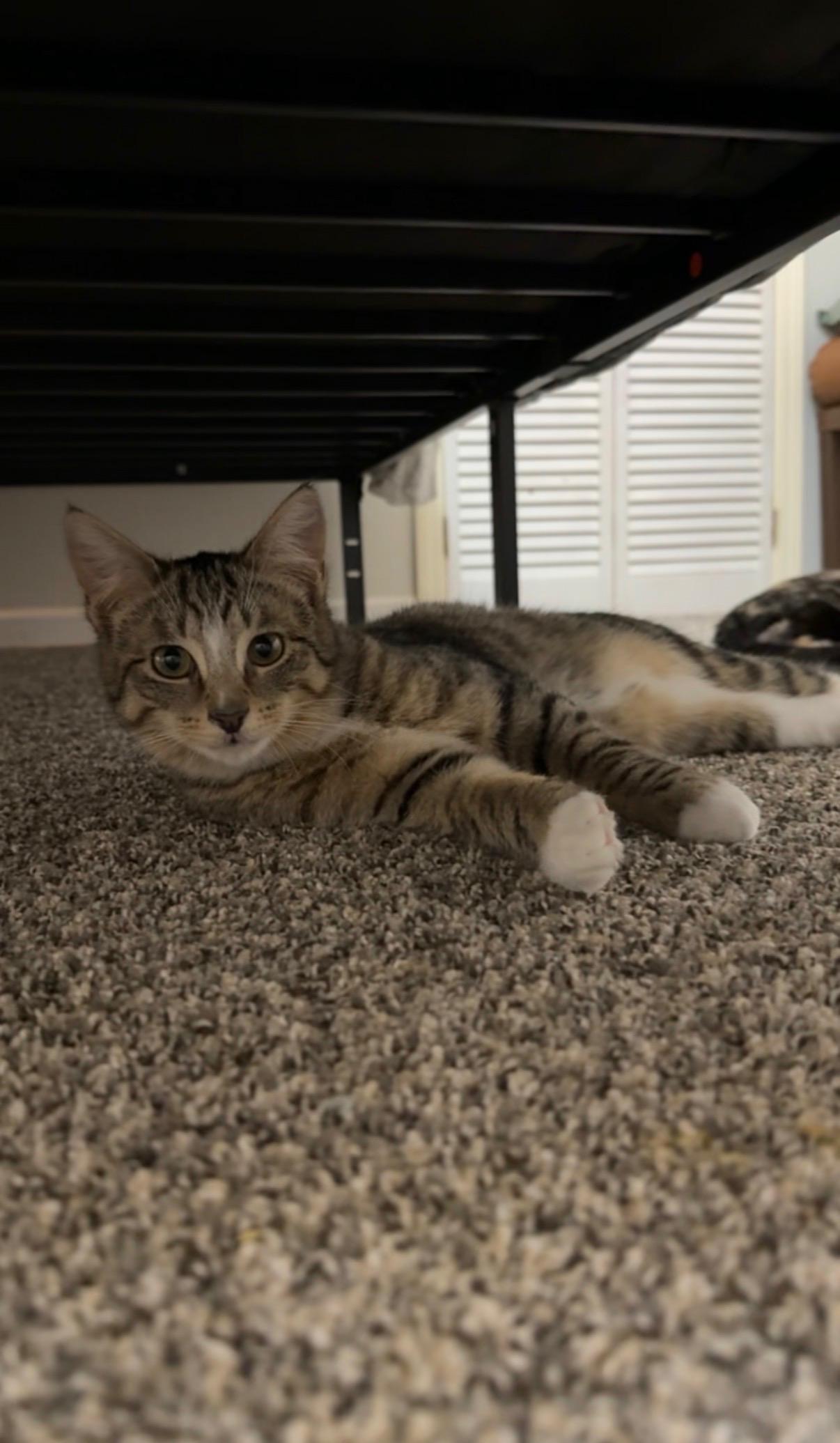 Kemo, ADOPTABLE, Kitten Male Domestic Short Hair.