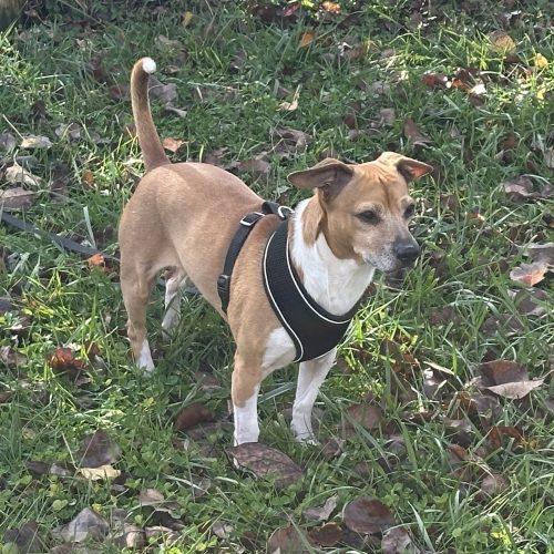 Scooter 5659D, Adoptable, Adult Male Chihuahua & Mixed Breed.