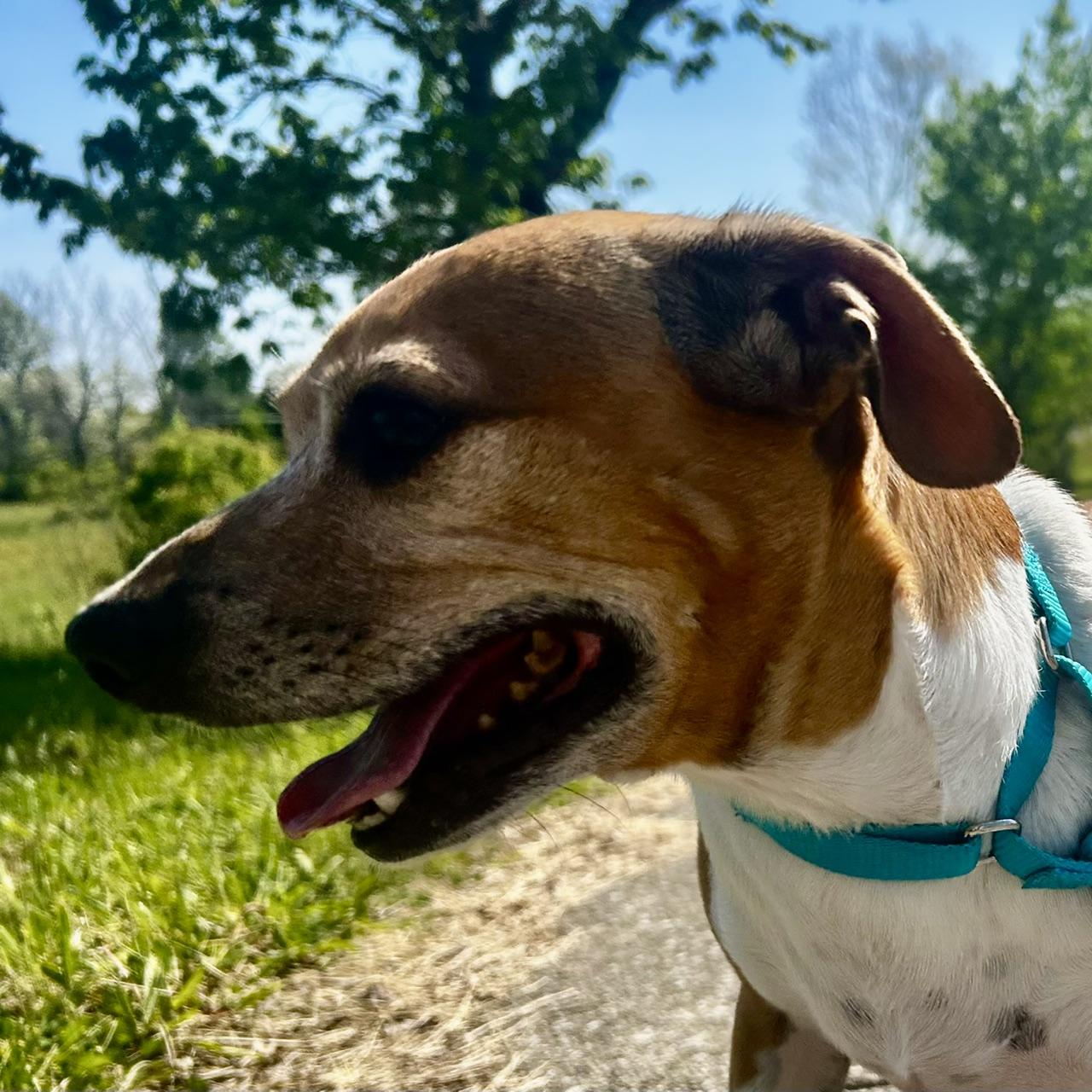 Enlarge Scooter 5659D, a Adoptable mixed breed in Frankfort, KY image 2/6