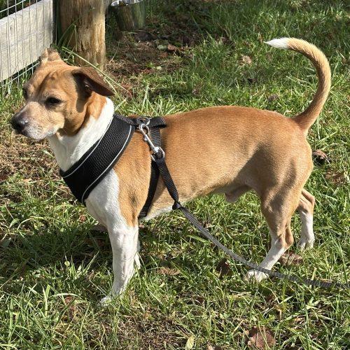Enlarge Scooter 5659D, a Adoptable mixed breed in Frankfort, KY image 3/6