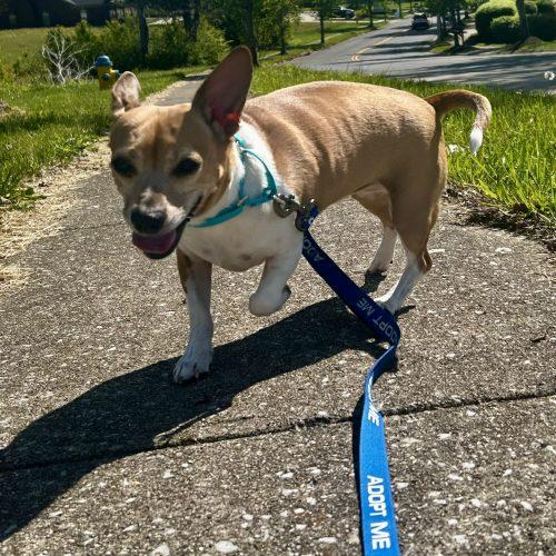 Enlarge Scooter 5659D, a Adoptable mixed breed in Frankfort, KY image 4/6